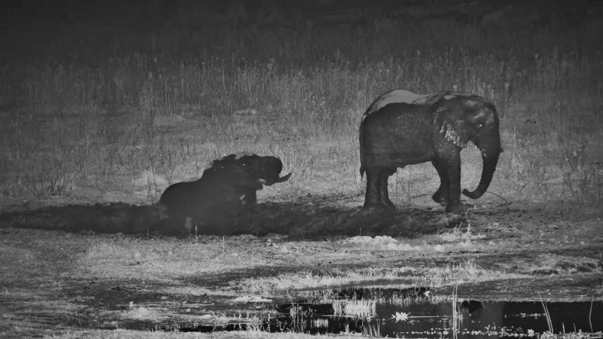 Mud Bath After Dark