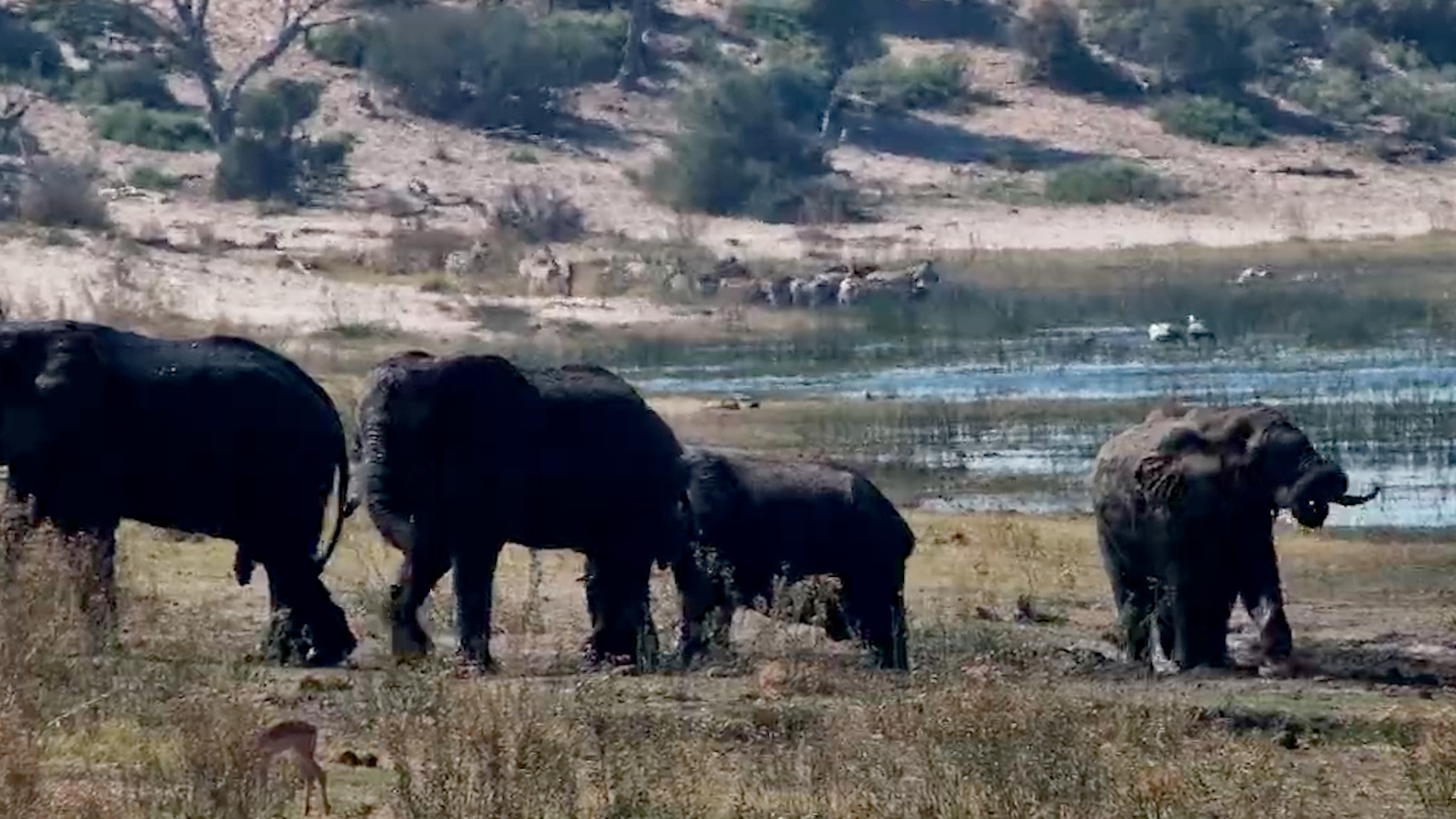 Elephants Cool Off in the Boteti River Mudholes
