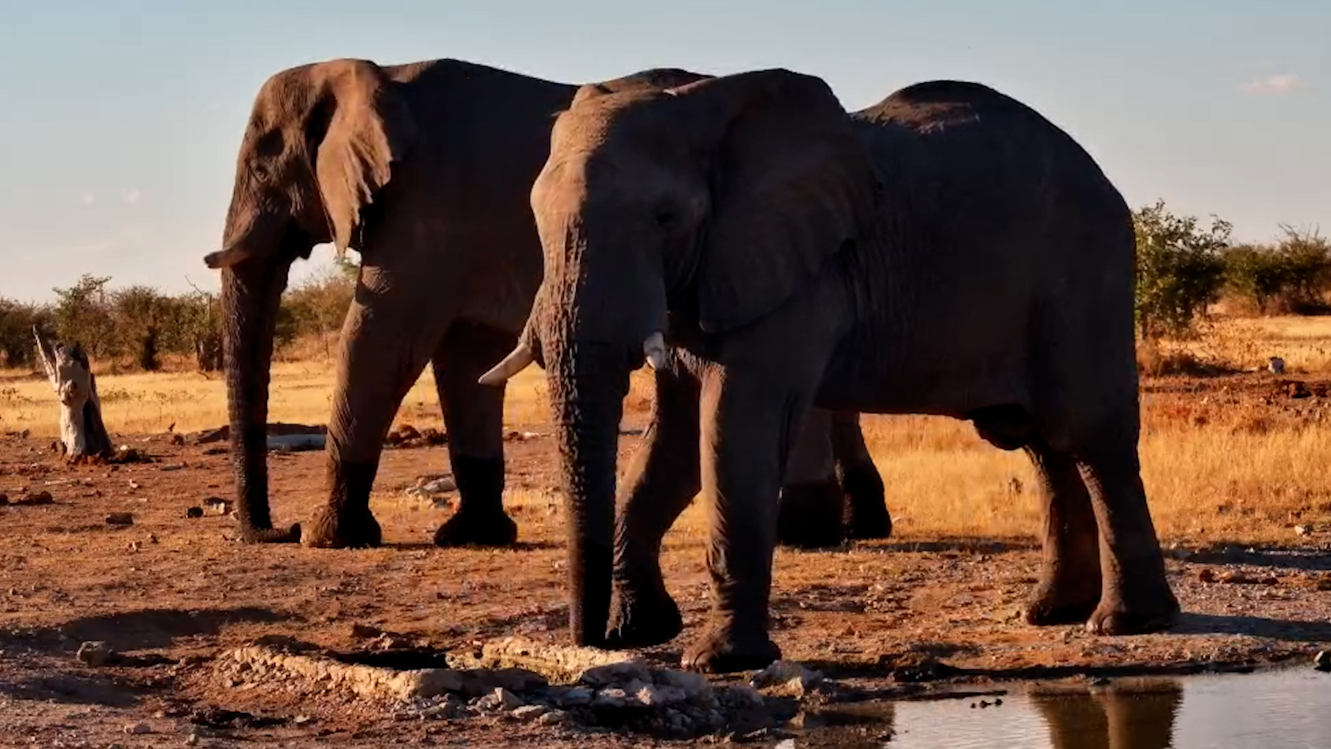 Quiet Moments at Safarihoek With Giant Visitors