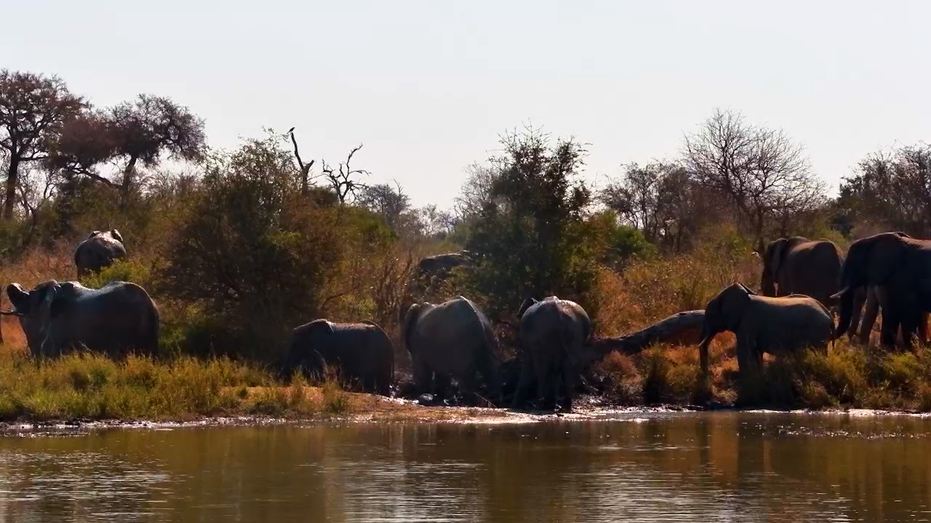 Mud, Mess & Very Happy Elephants!