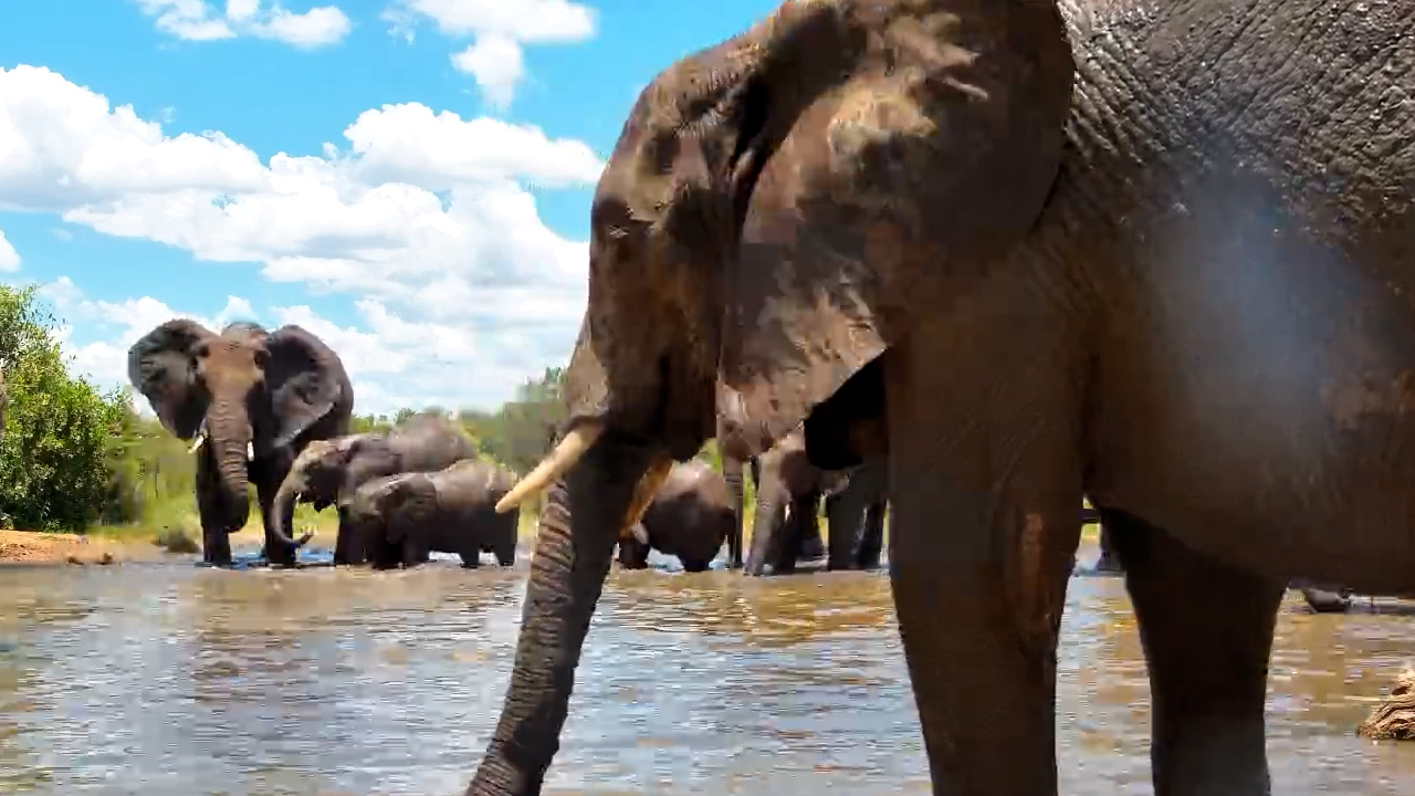 Elephants Make the Waterhole Their Playground