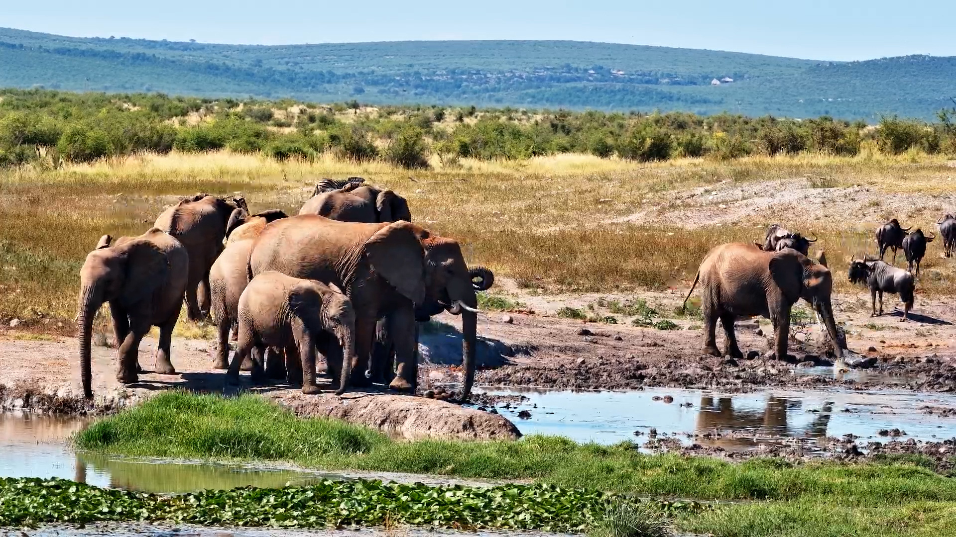Water Break… Elephant Edition