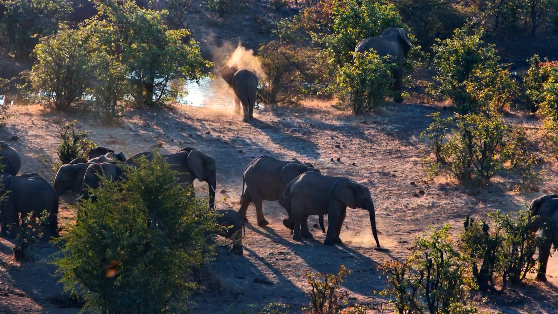Nature's Biggest Dust Lovers