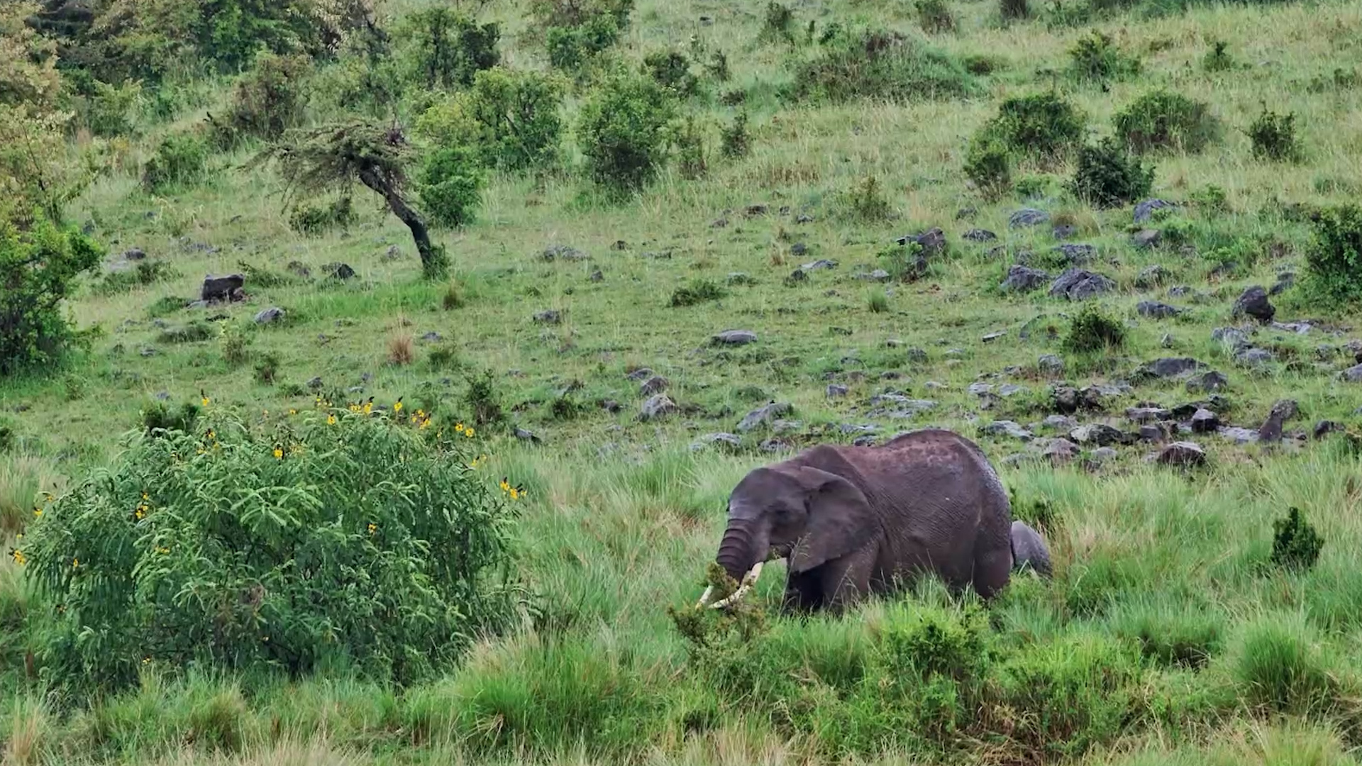 Elephants Enjoy the Rain on the Plain
