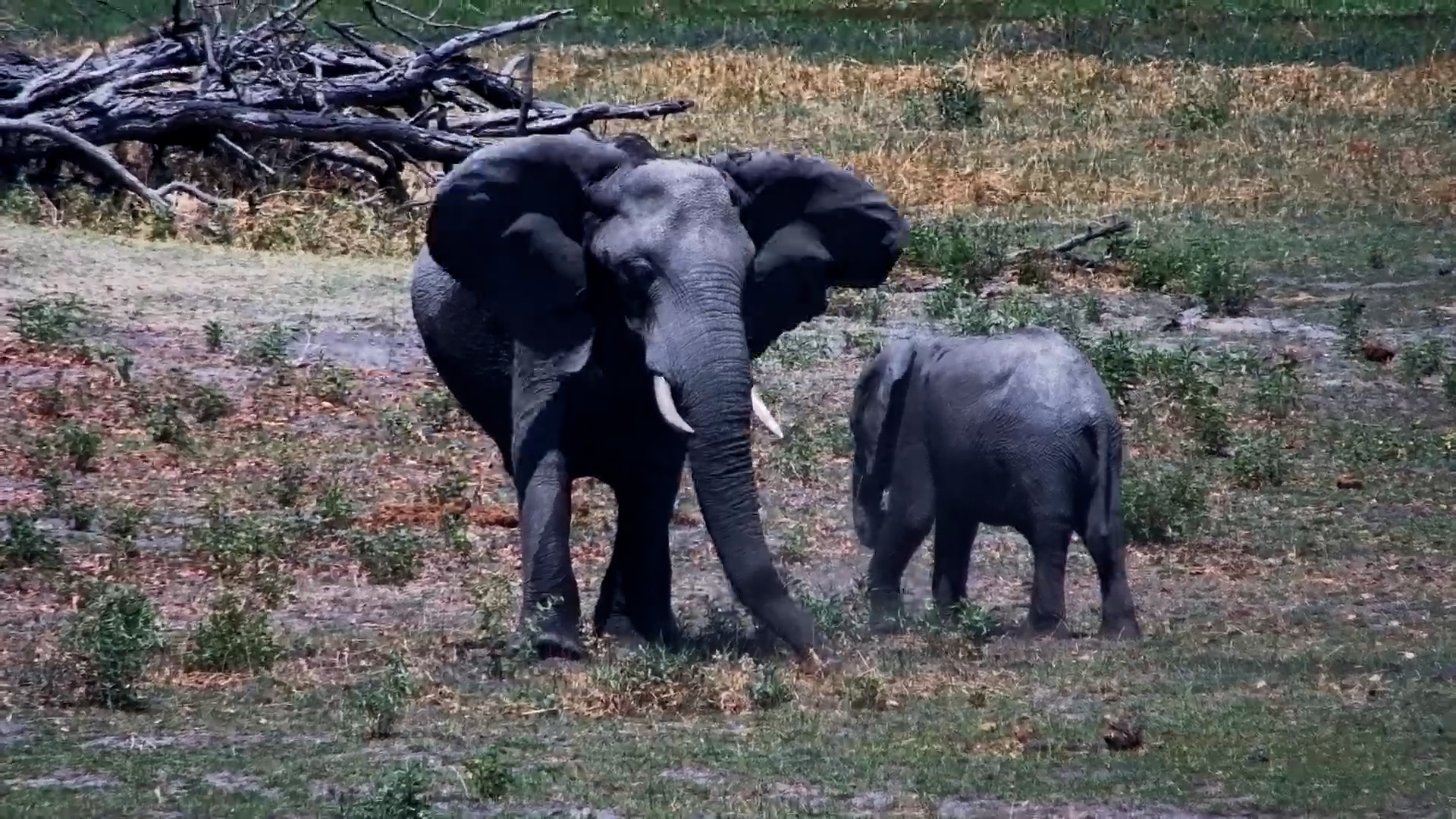 Elephant Mum and Calf Browsing at Oxbow
