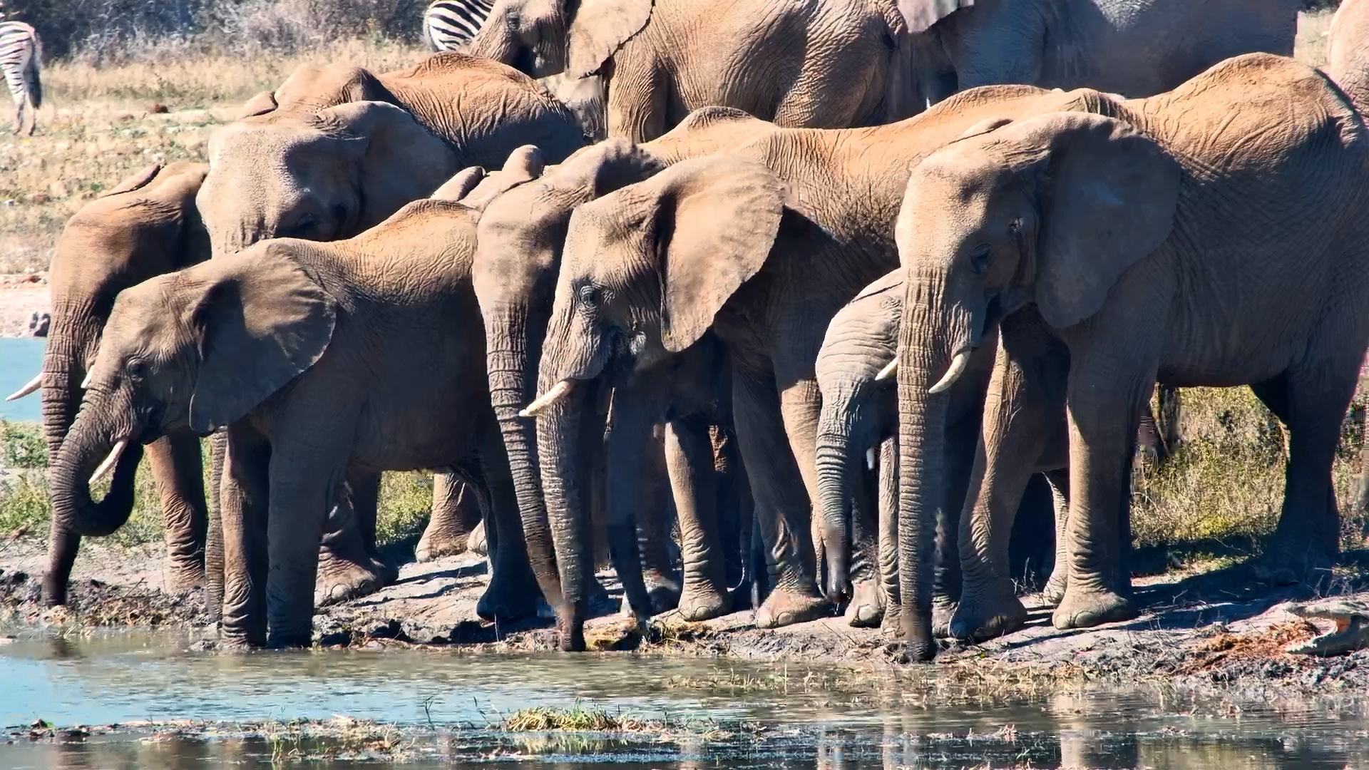 One Waterhole. One Incredible Elephant Herd.