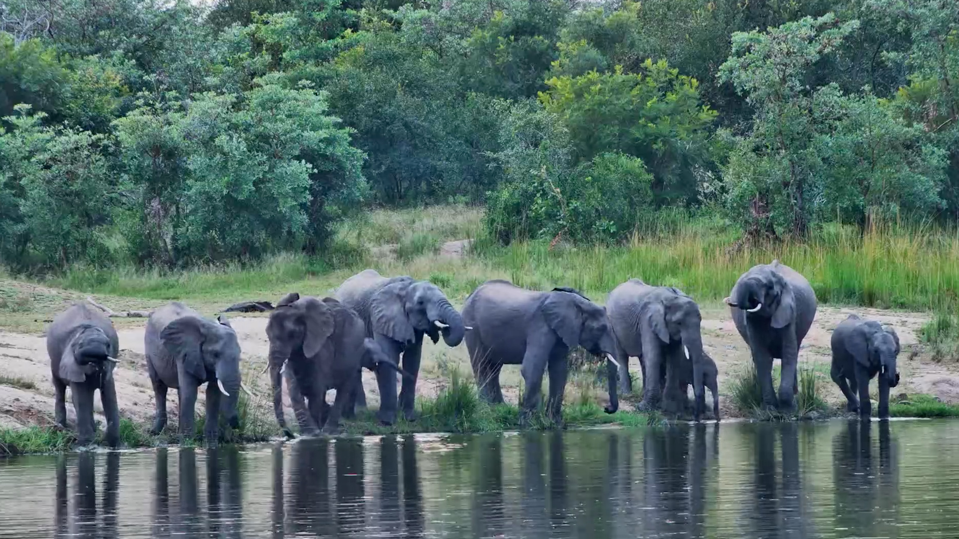 Elephants Line Up at the Water