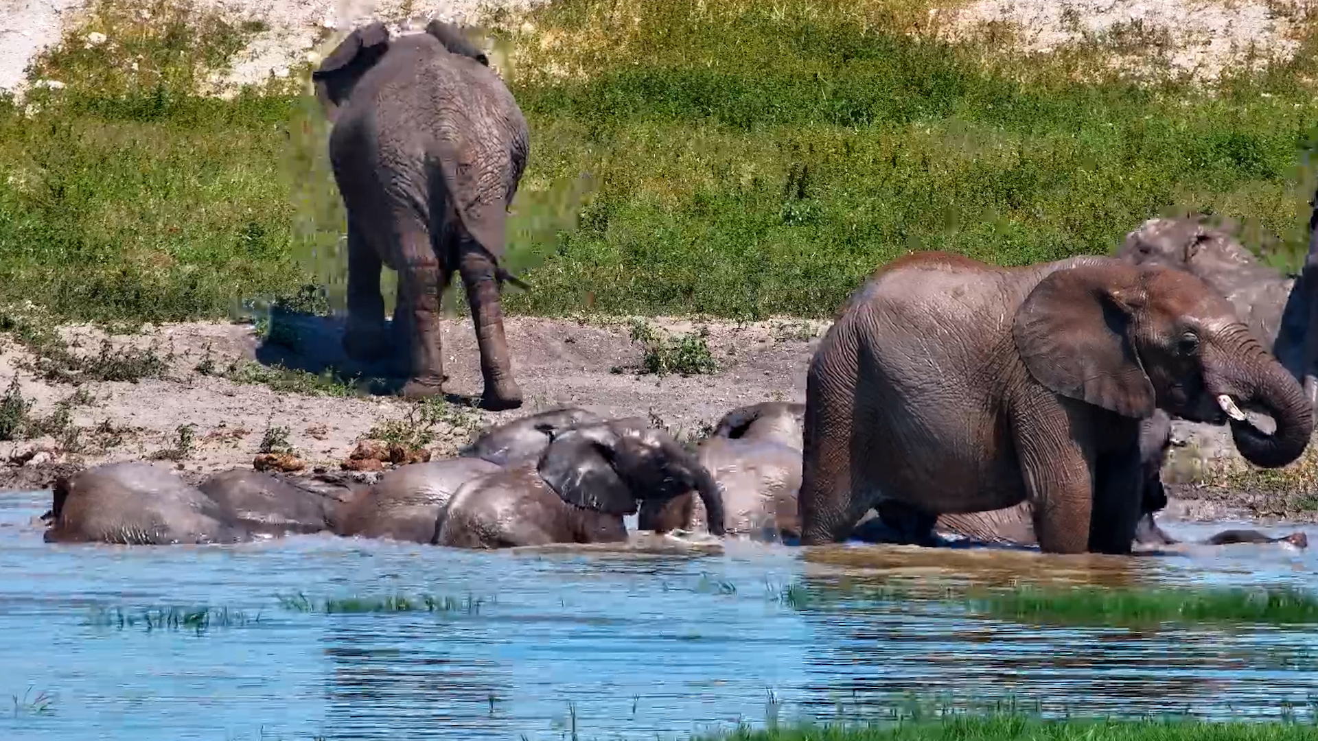 Elephants Cooling Off in Style