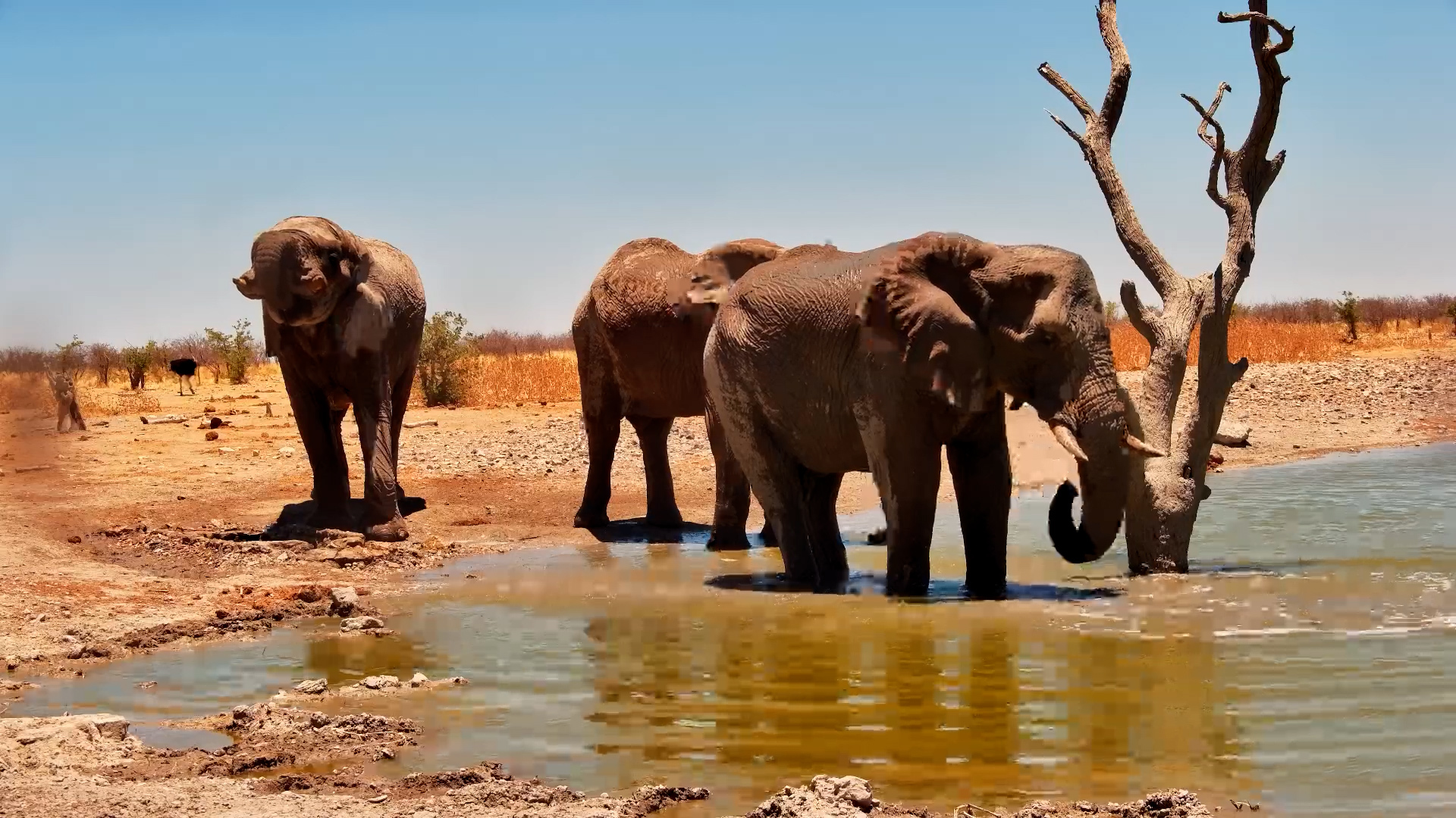 Giant Thirst: Big Elephants Cool Off at Safarihoek Waterhole