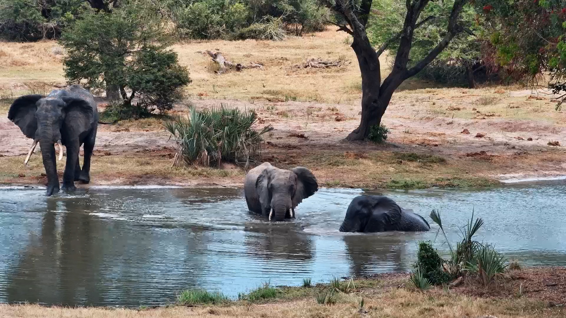 Elephants Go for a Swim at Tembe