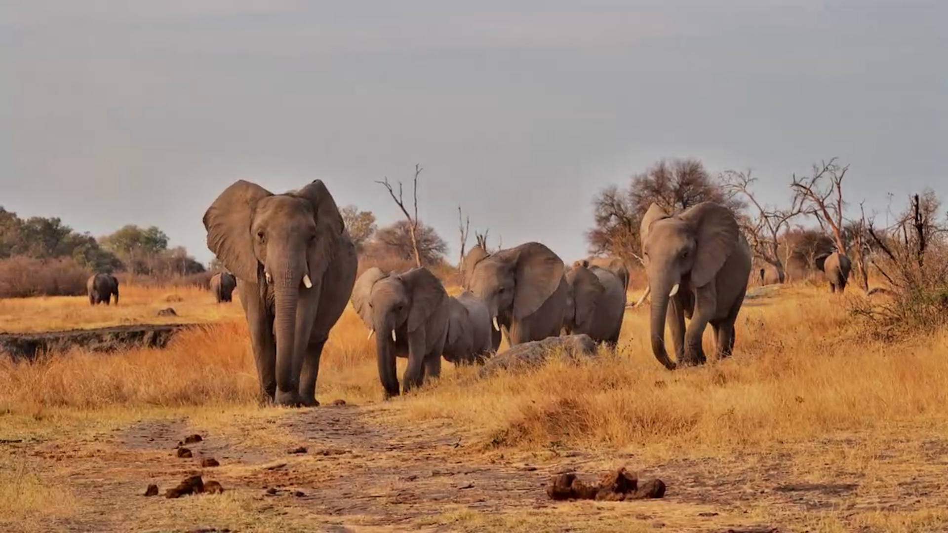 The Elephant Herd Marches In With a Plan