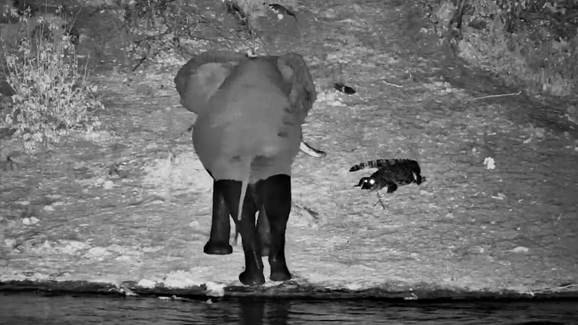 A Crocodile Caught the Elephant's Attention