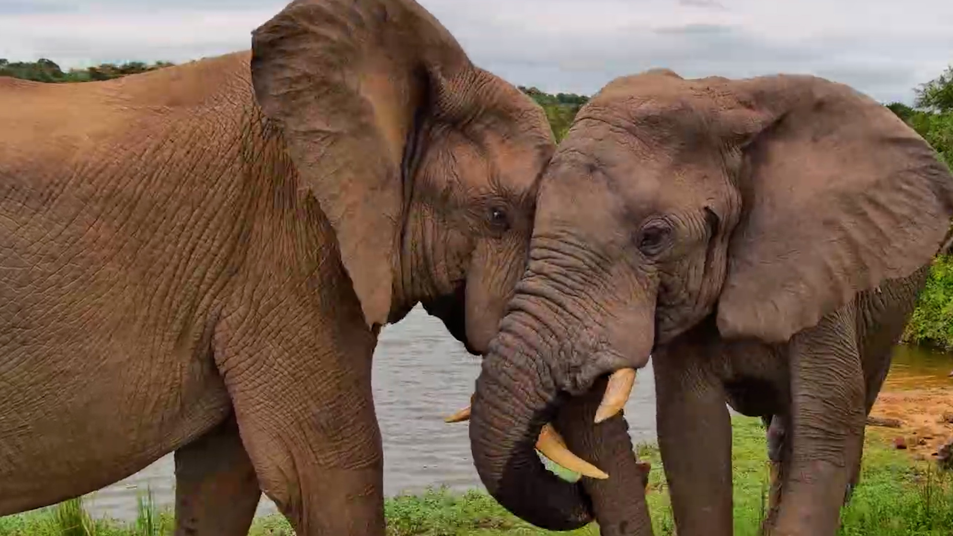 Big Bulls… Gentle Greetings