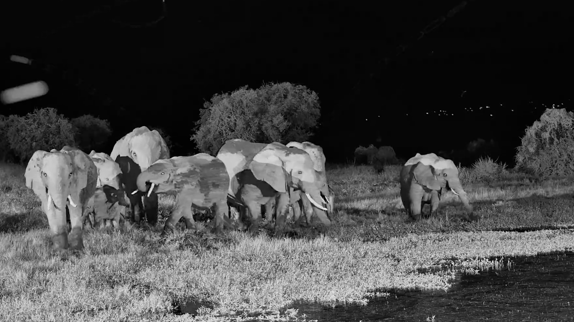 Thirsty in the Night