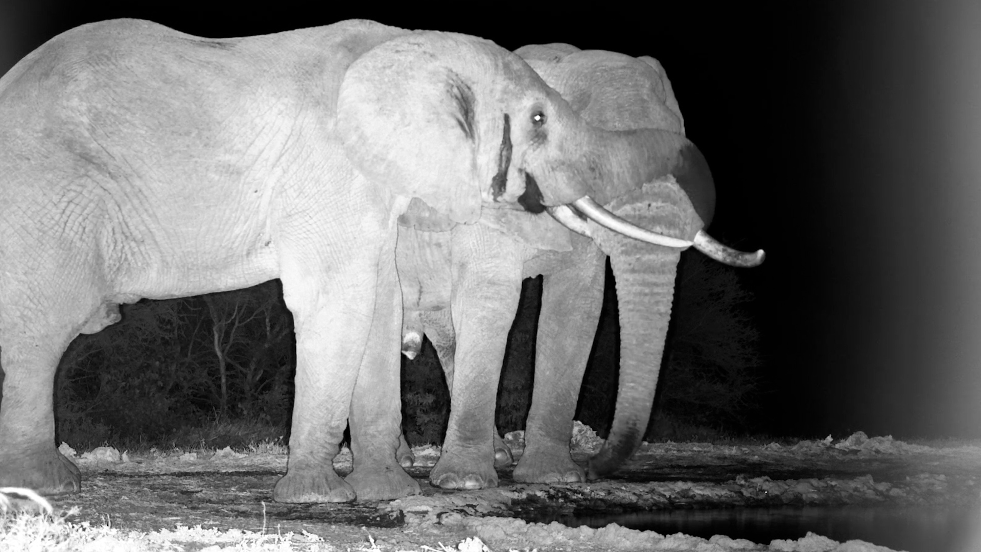 Elephant Bromance! No Personal Space Needed