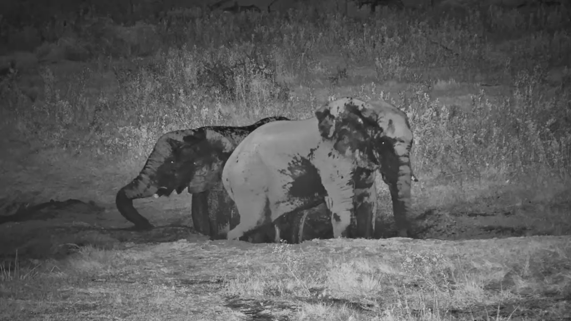 A Dusty, Muddy Night for This Elephant Pair