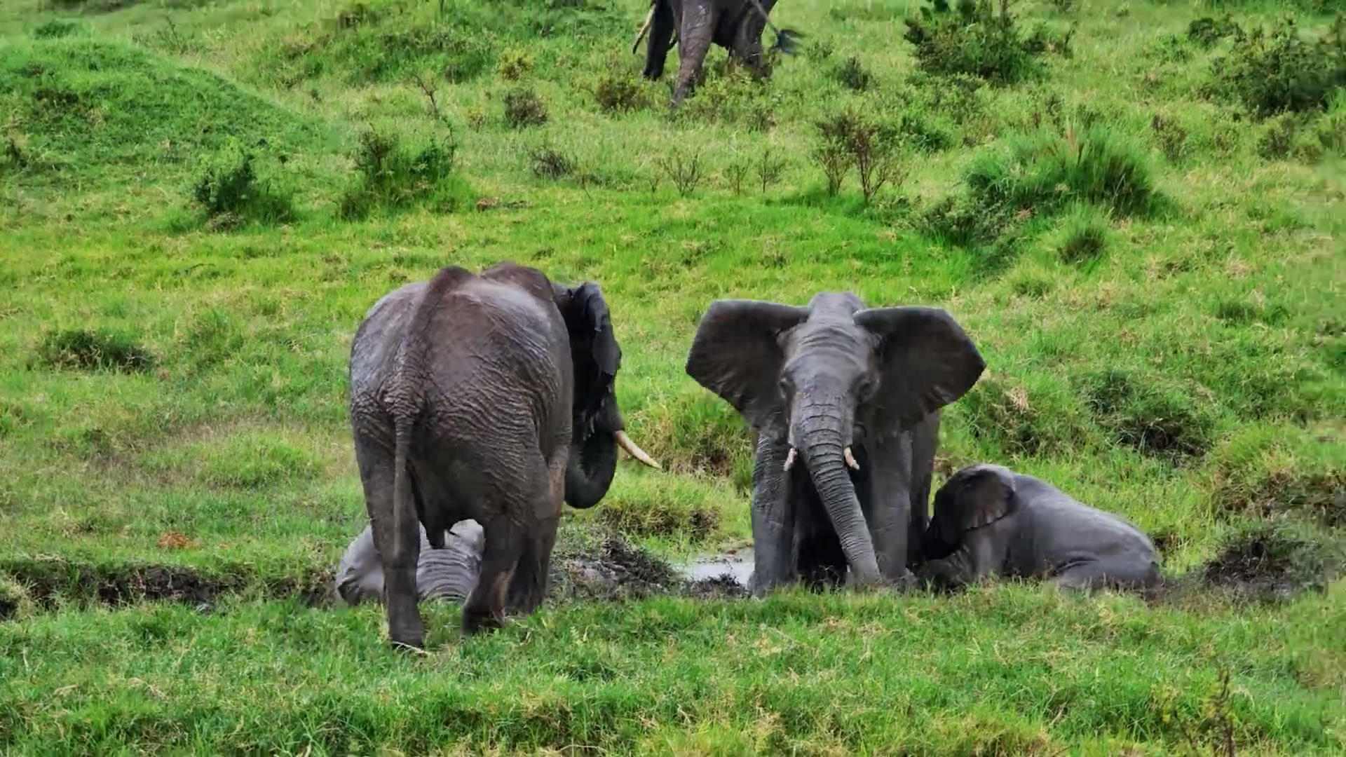 Rain + Mud = Elephant Fun!