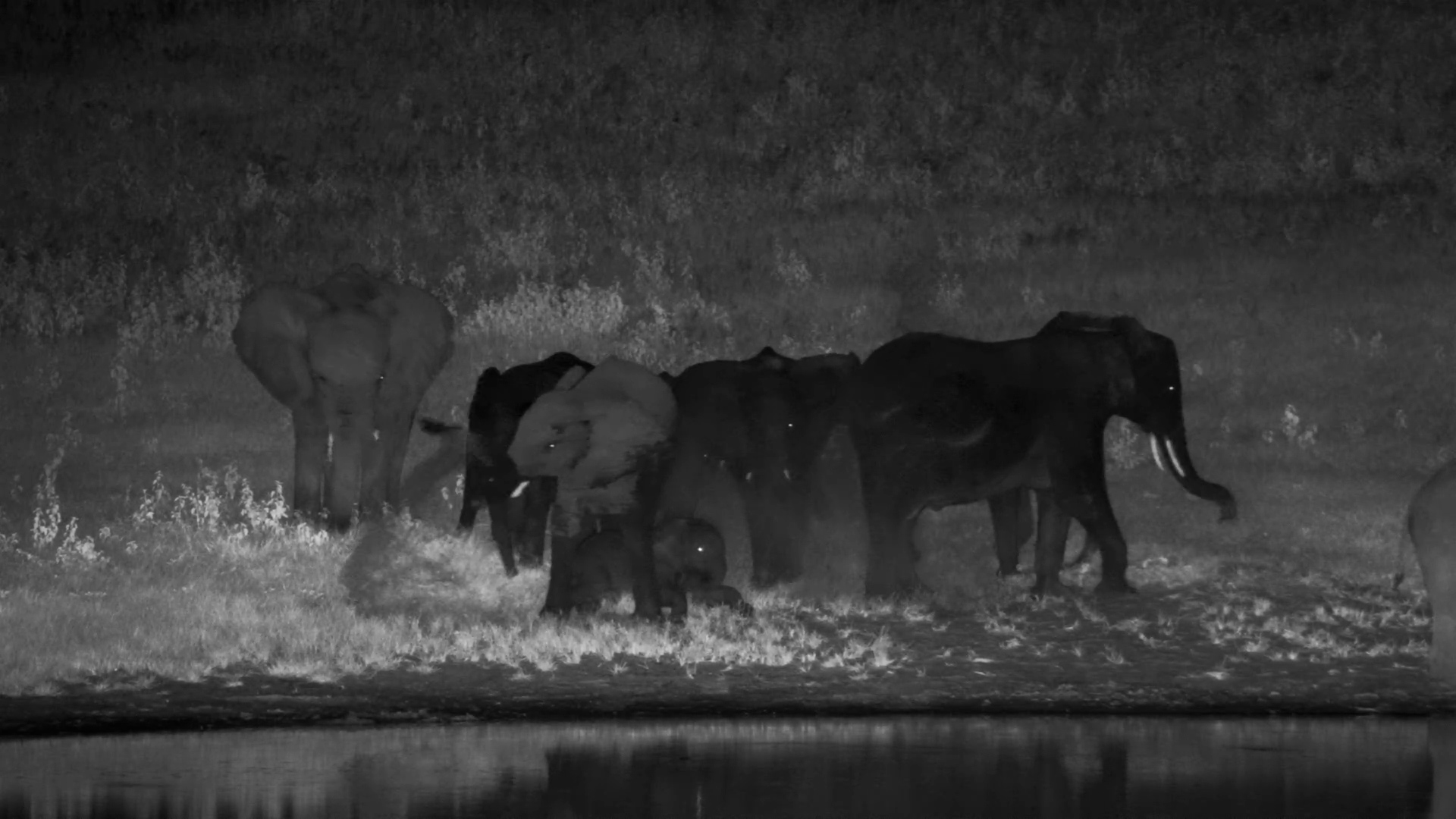 Elephants Go Wild in a Night Dust Party