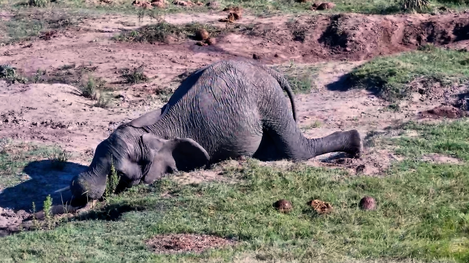 This Elephant's Day Went Horribly Wrong