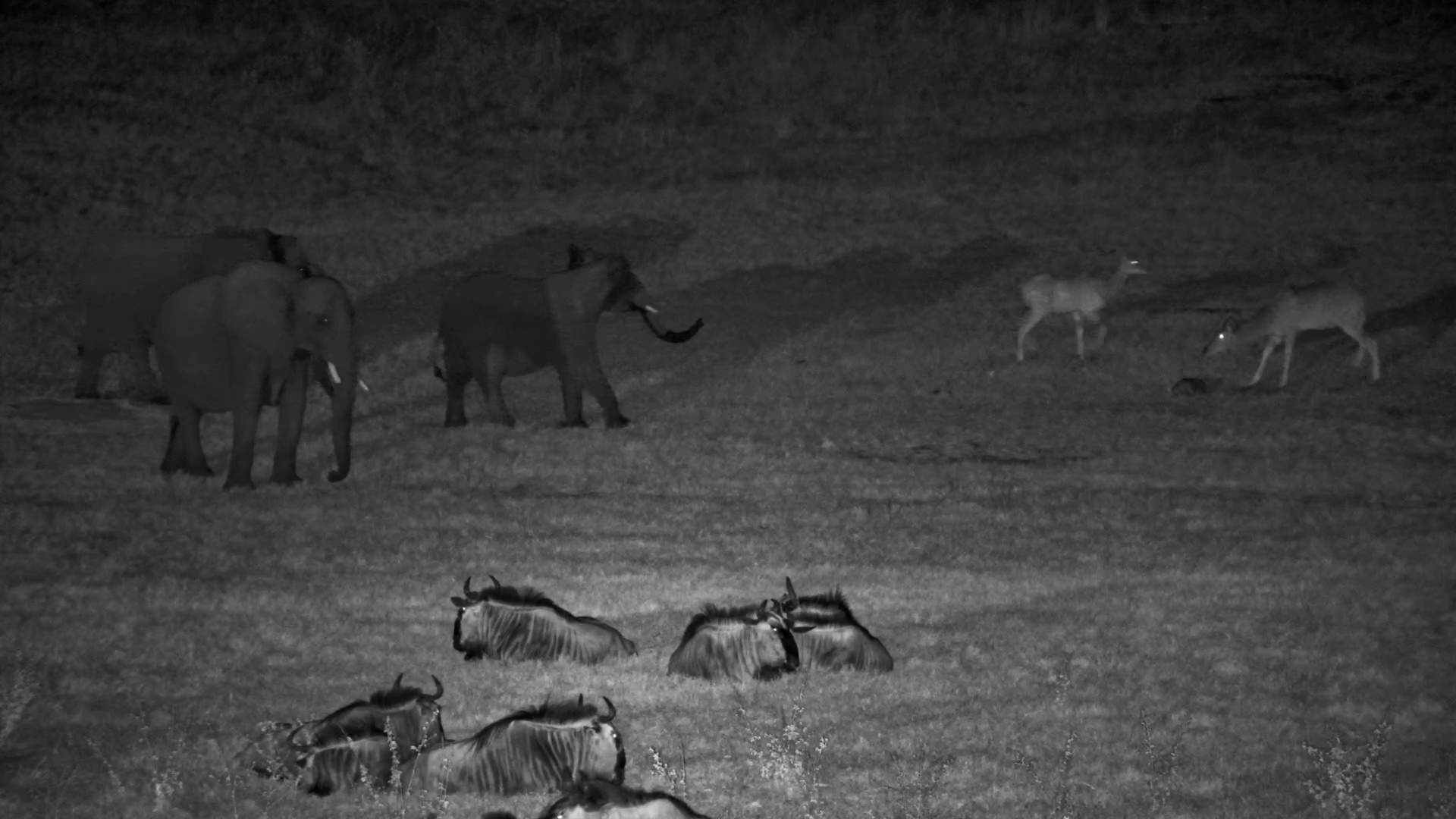 The Elephants Have Arrived - Time for Everyone Else to Move