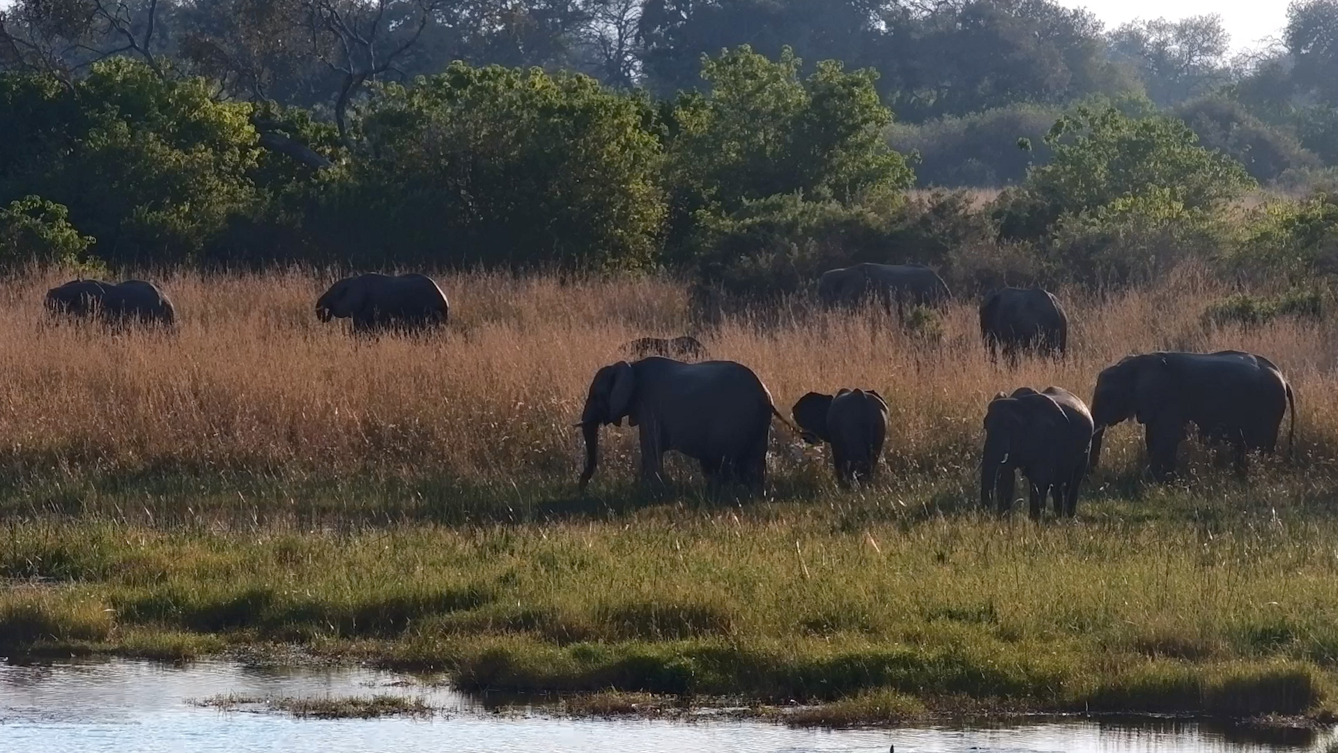 A Peaceful Afternoon With the Basin Elephants