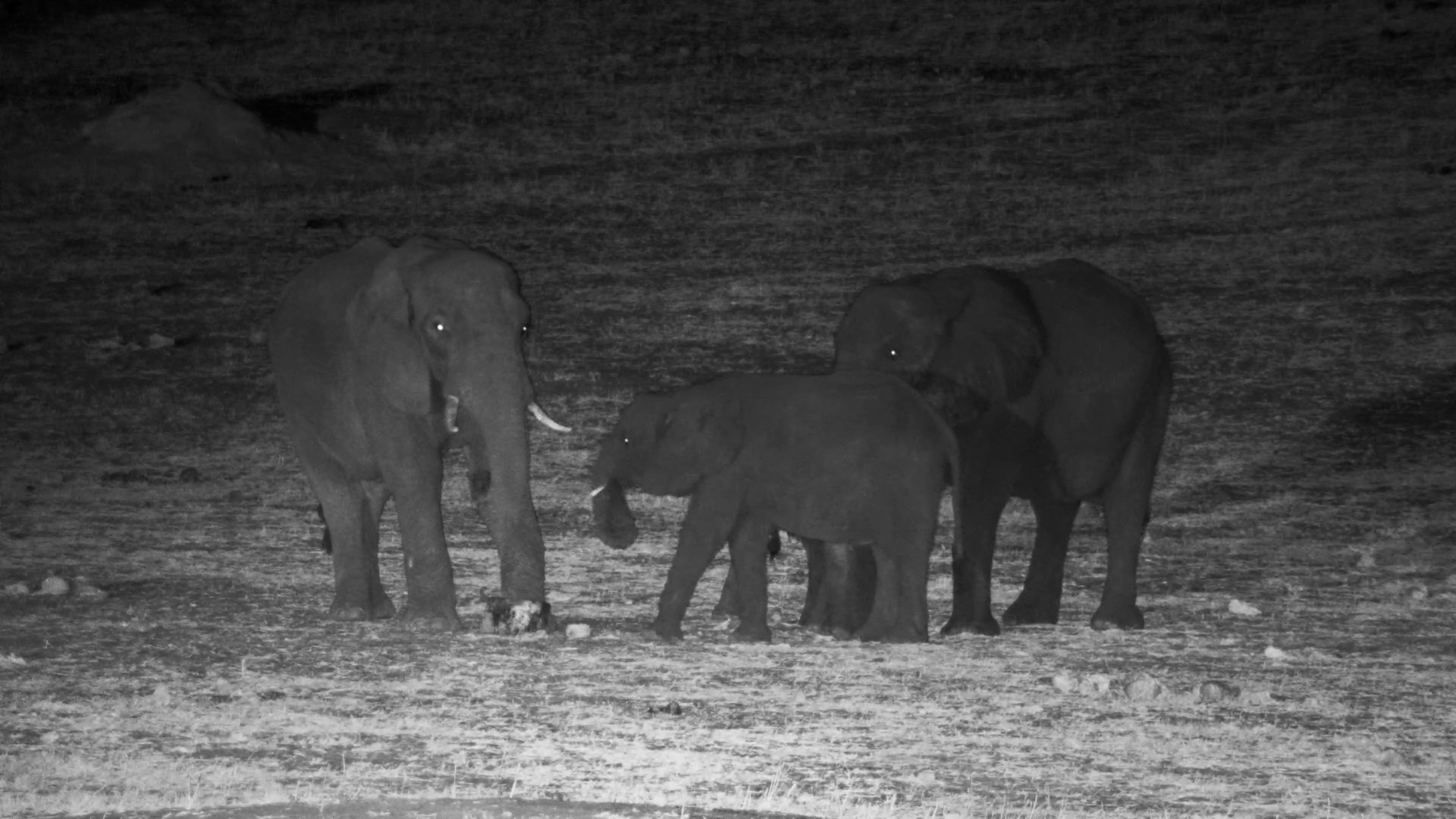 Elephants Hang Out at the Salt Block