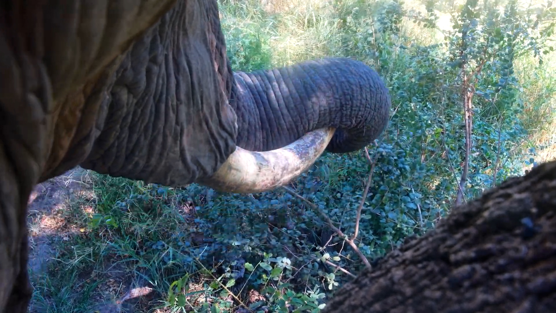 Gentle Giant Gets Curious!