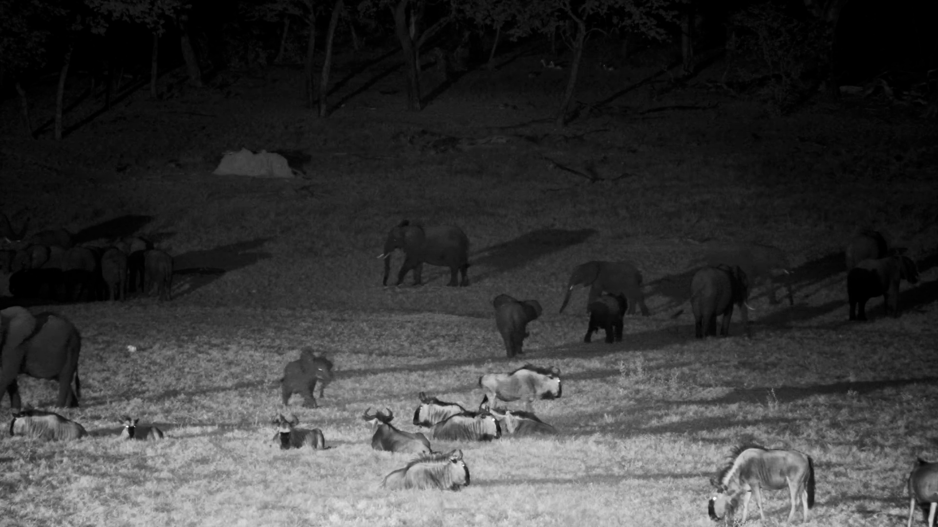 Baby Elephant Thinks Twice About Wildebeest