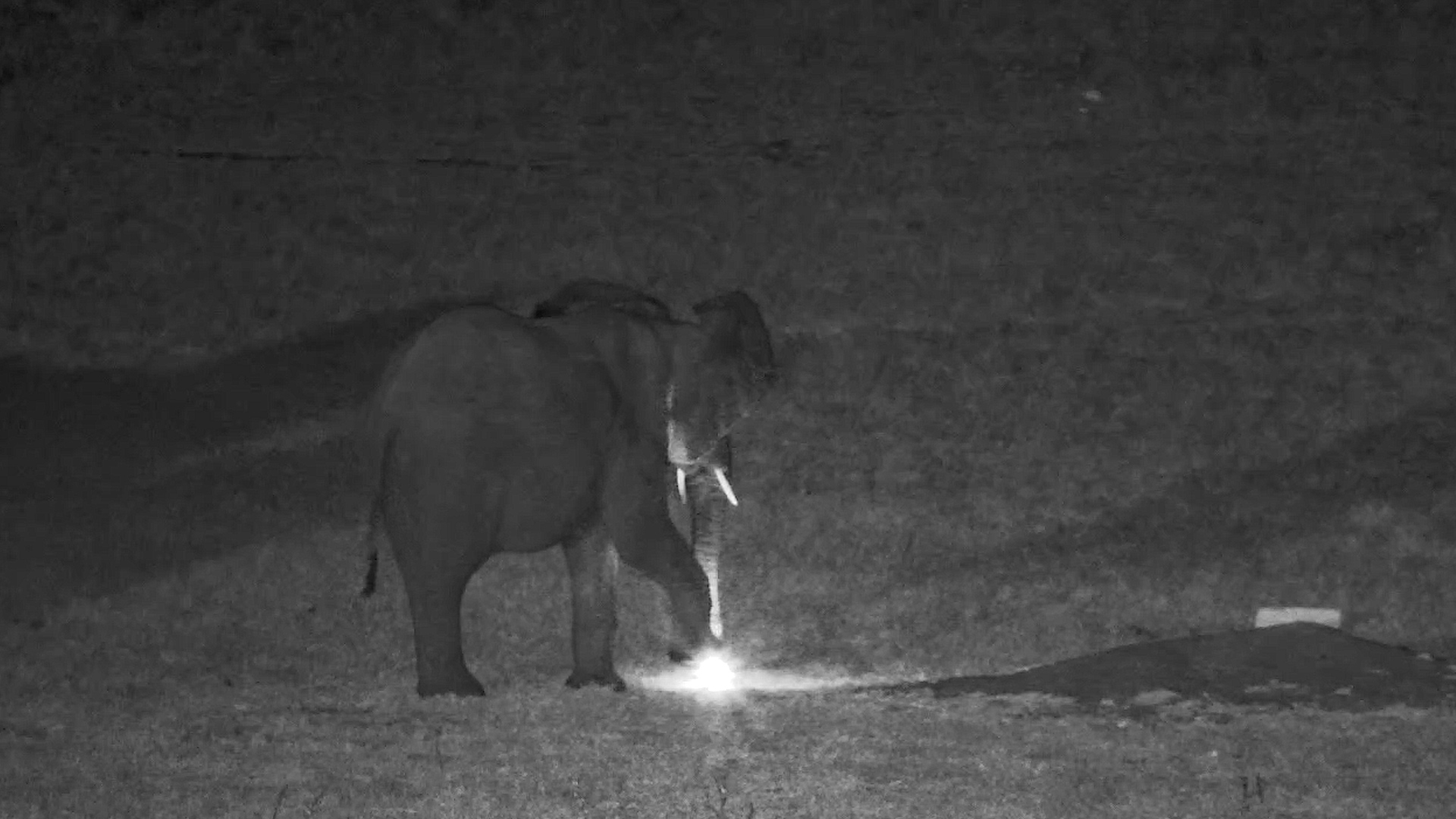 This Elephant Was NOT Camera Friendly