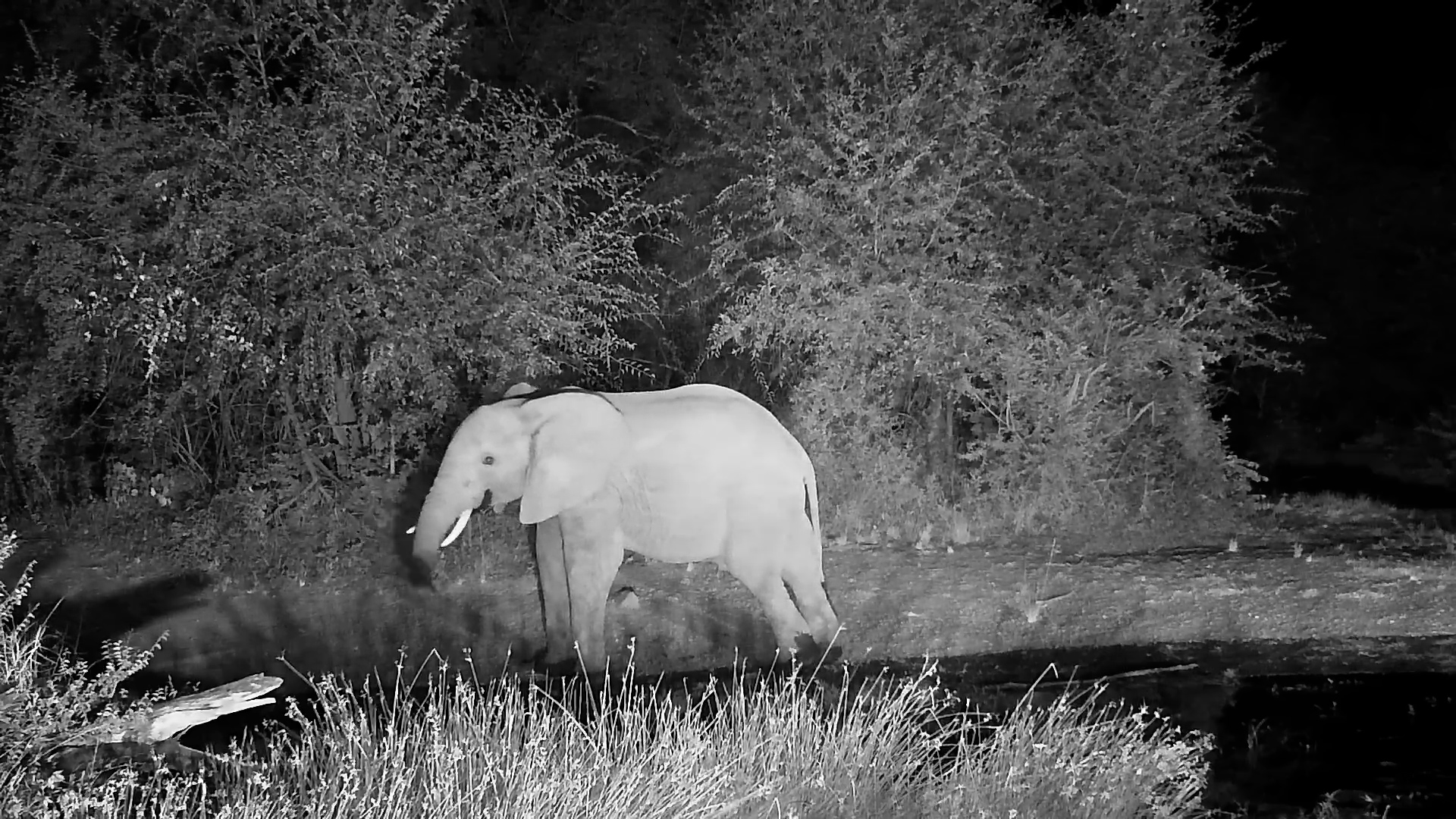 Elephant Duo at Kwa Maritane