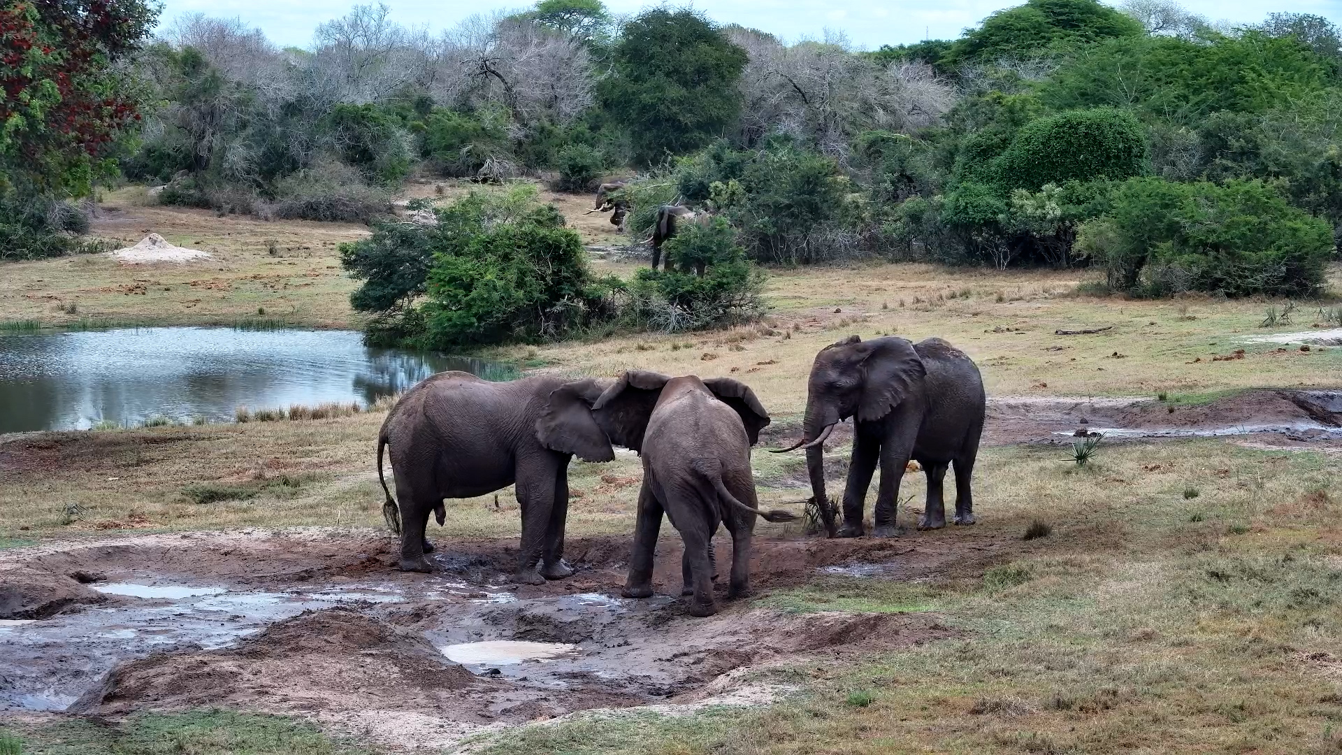 Elephants at Play | Fun Moments at Tembe
