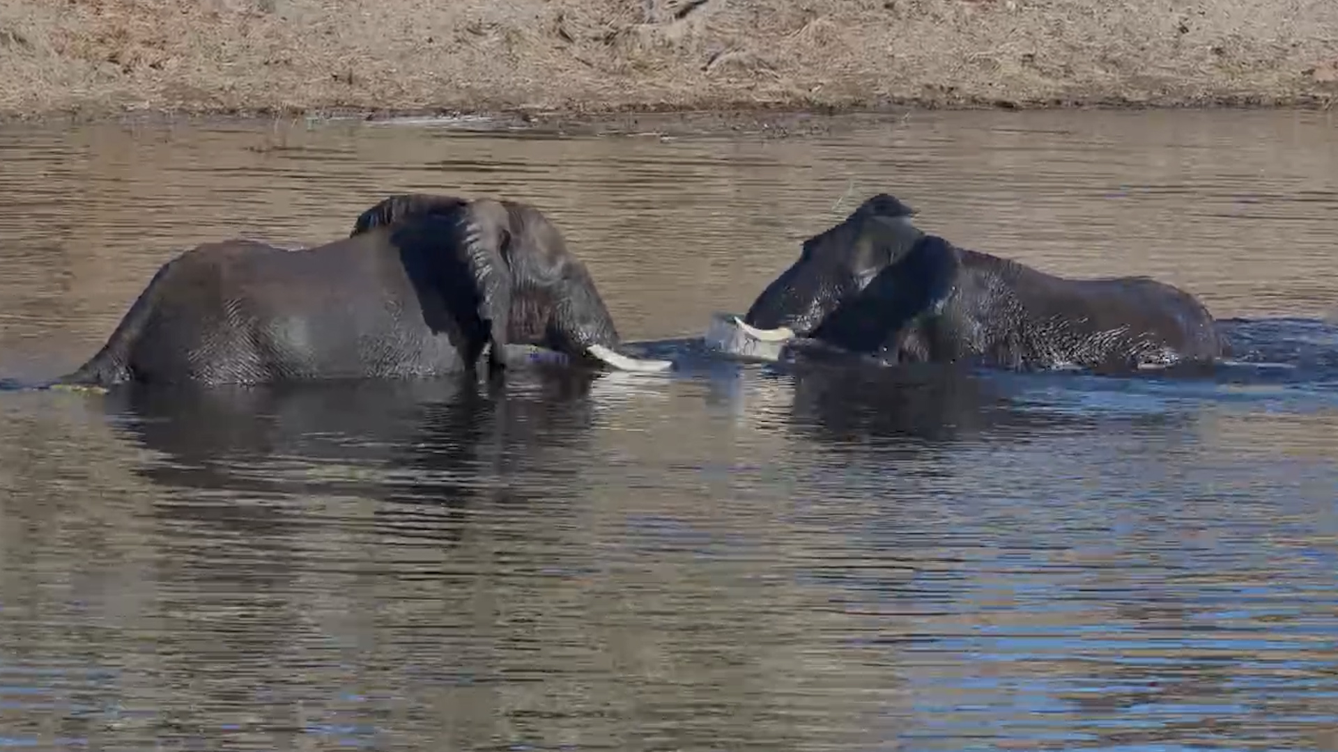 Nobody Loves Pool Day Like an Elephant!