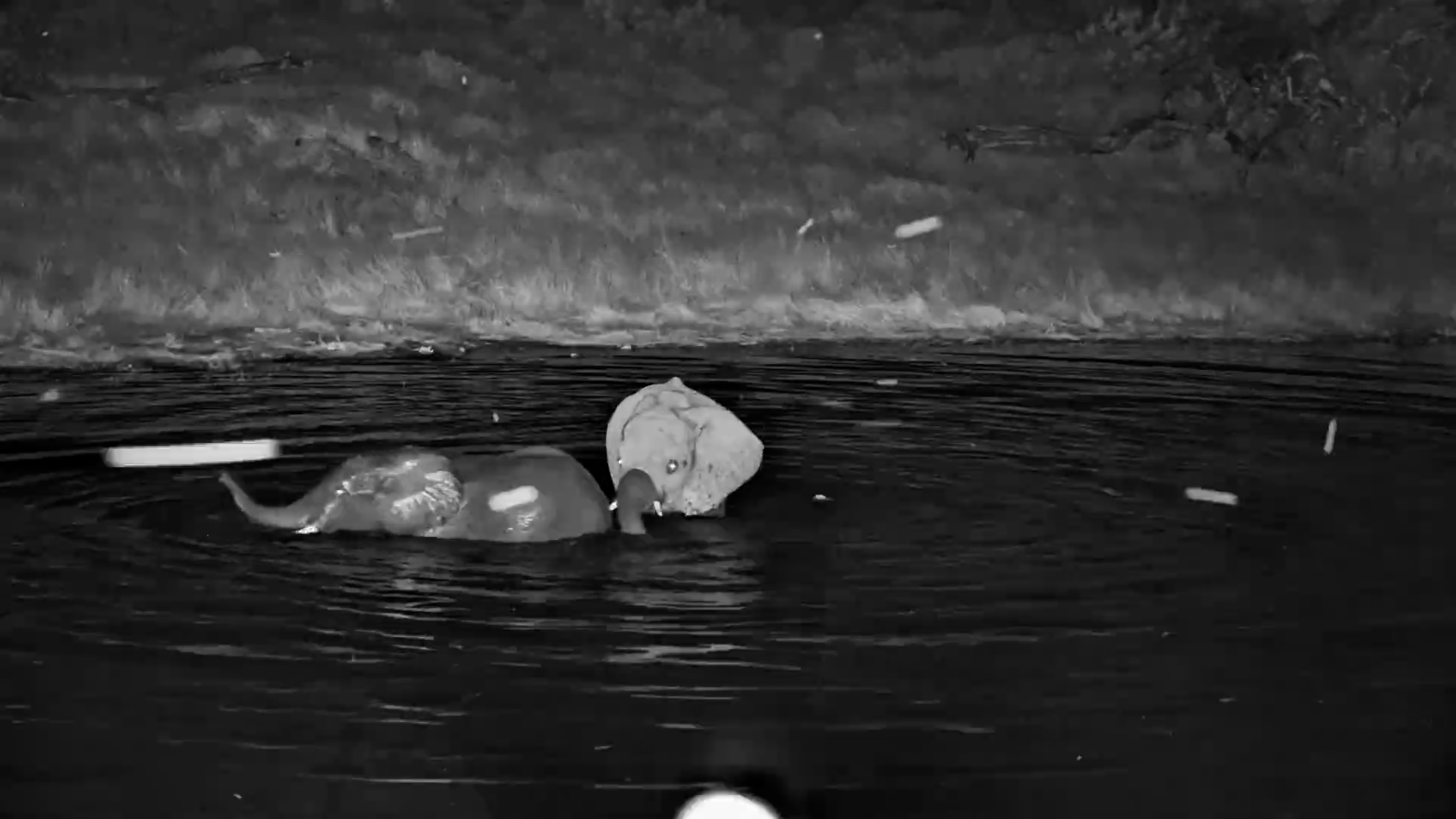 Splashing Through the Night