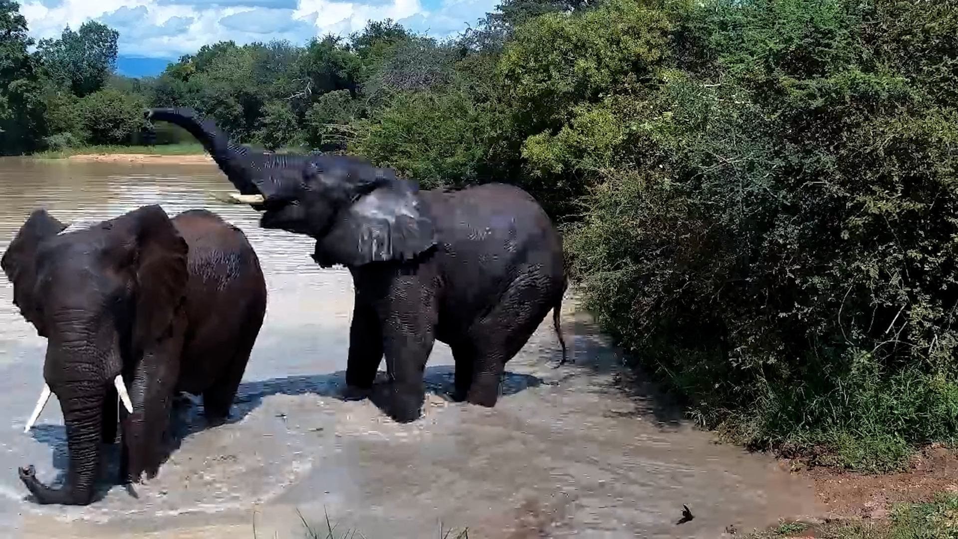 Elephant Cool-Down at Jabulani