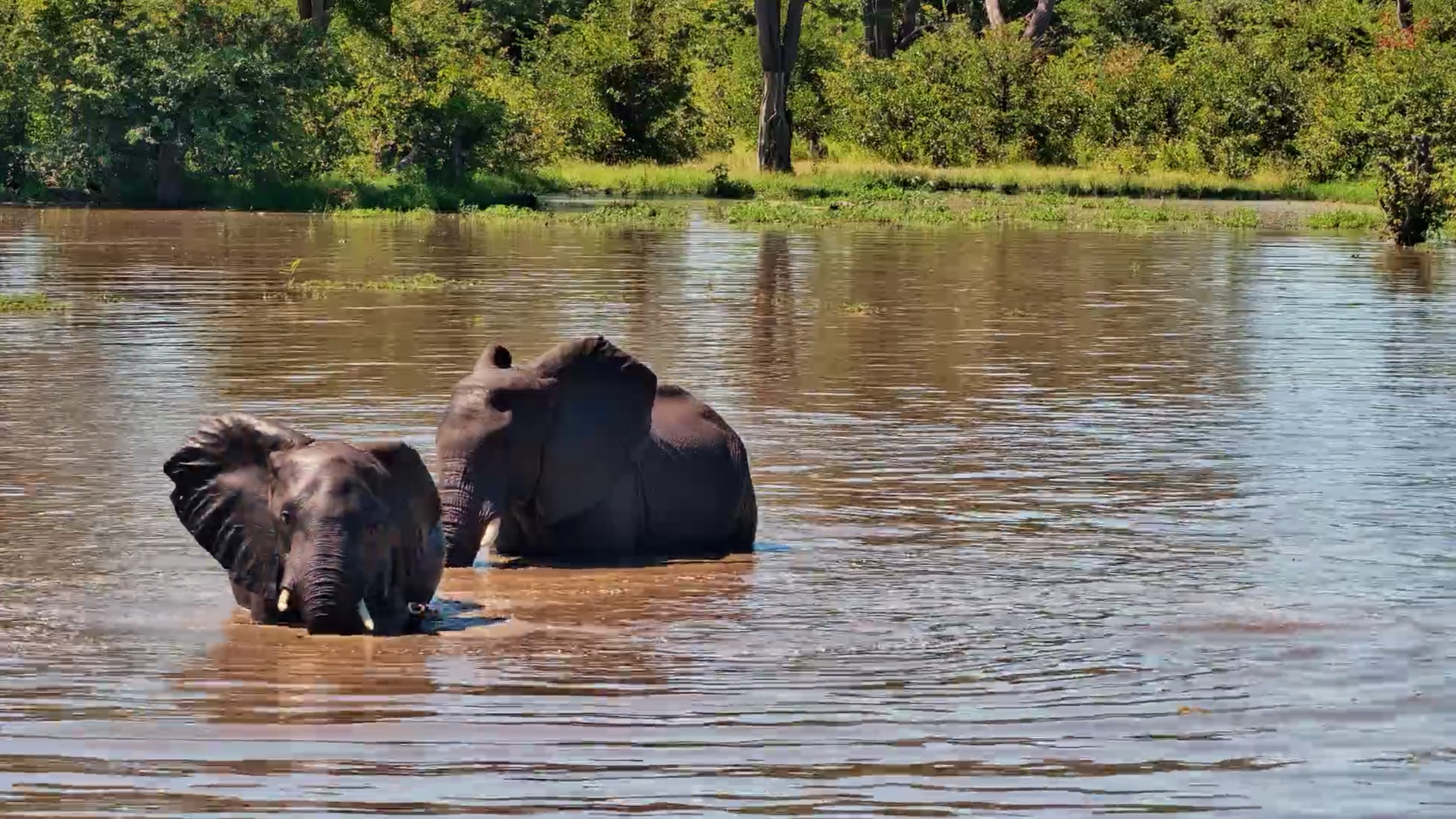 Playful Giants Take Over the Pan