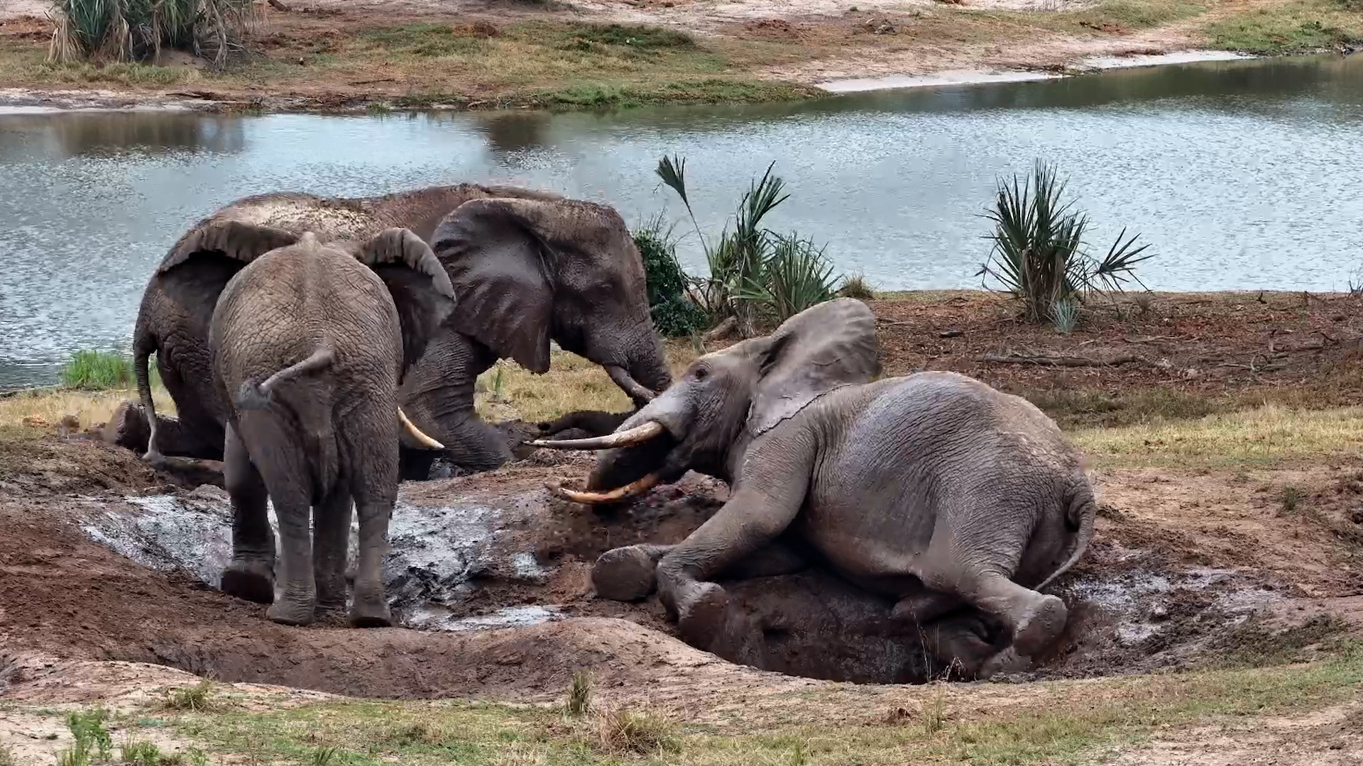 Elephants Play in Mud Puddles