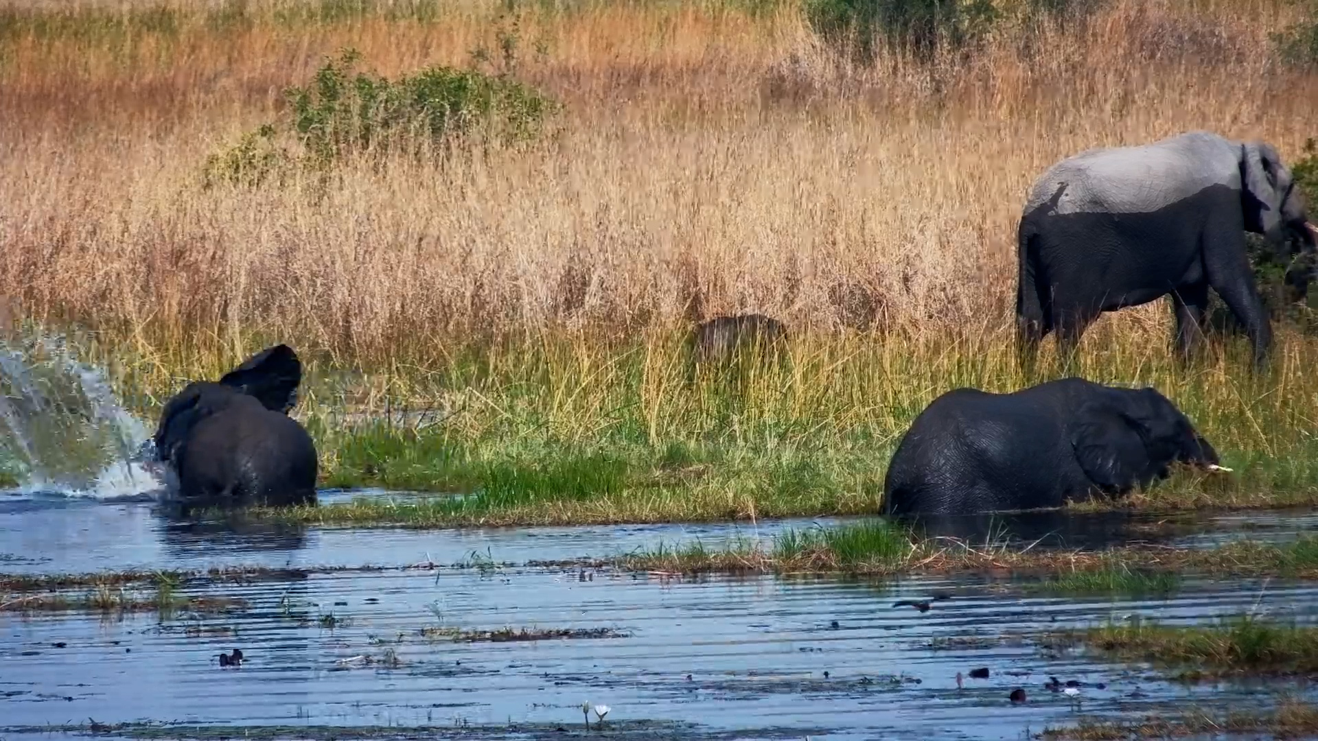 Elephants Turn the Marsh Into a Playground
