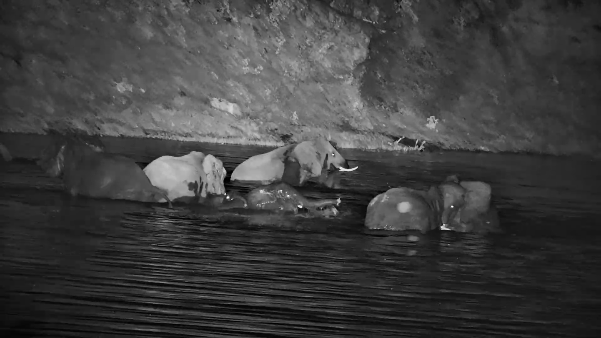 Elephants Swim at Night