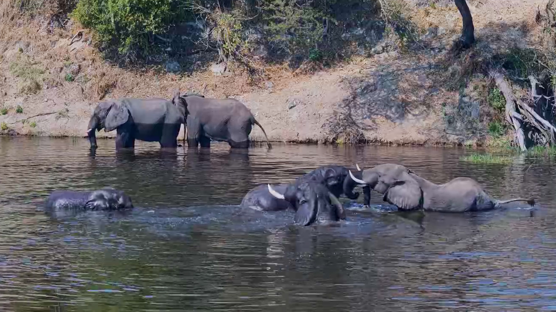 When the Elephant Herd Finds a Swimming Pool