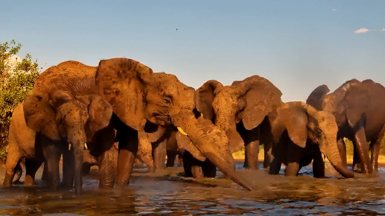 Splash Time: Elephants Cool Off Before Heading Out