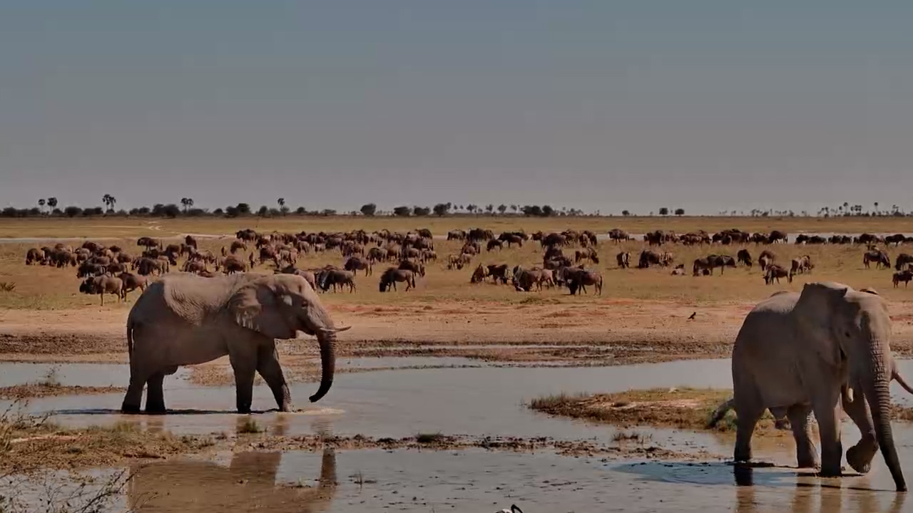 Mud, Water & Happy Elephants