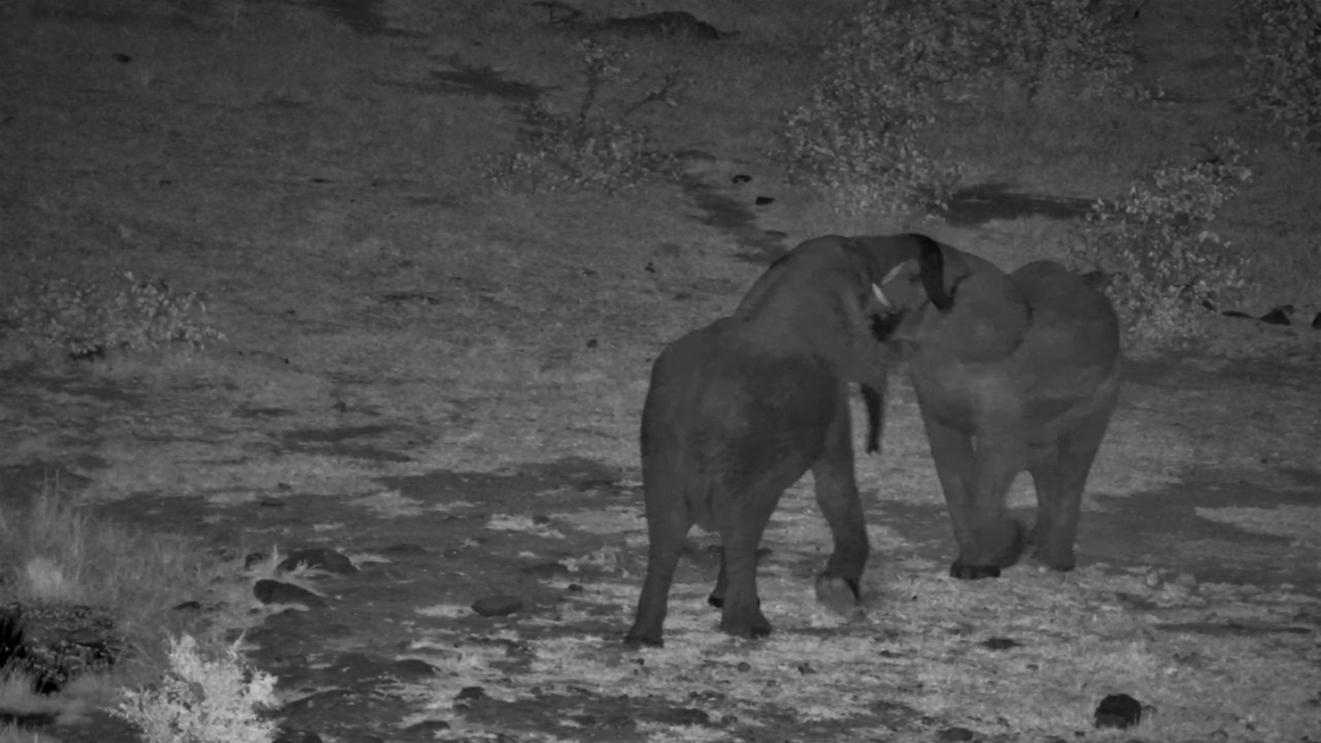 Elephants Roughhousing at Night