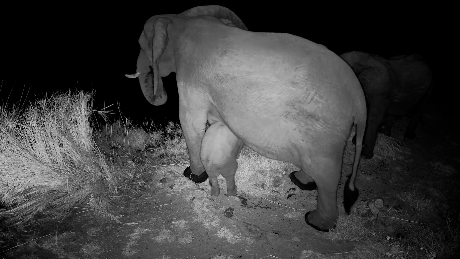 Elephant Family Drinking at Night