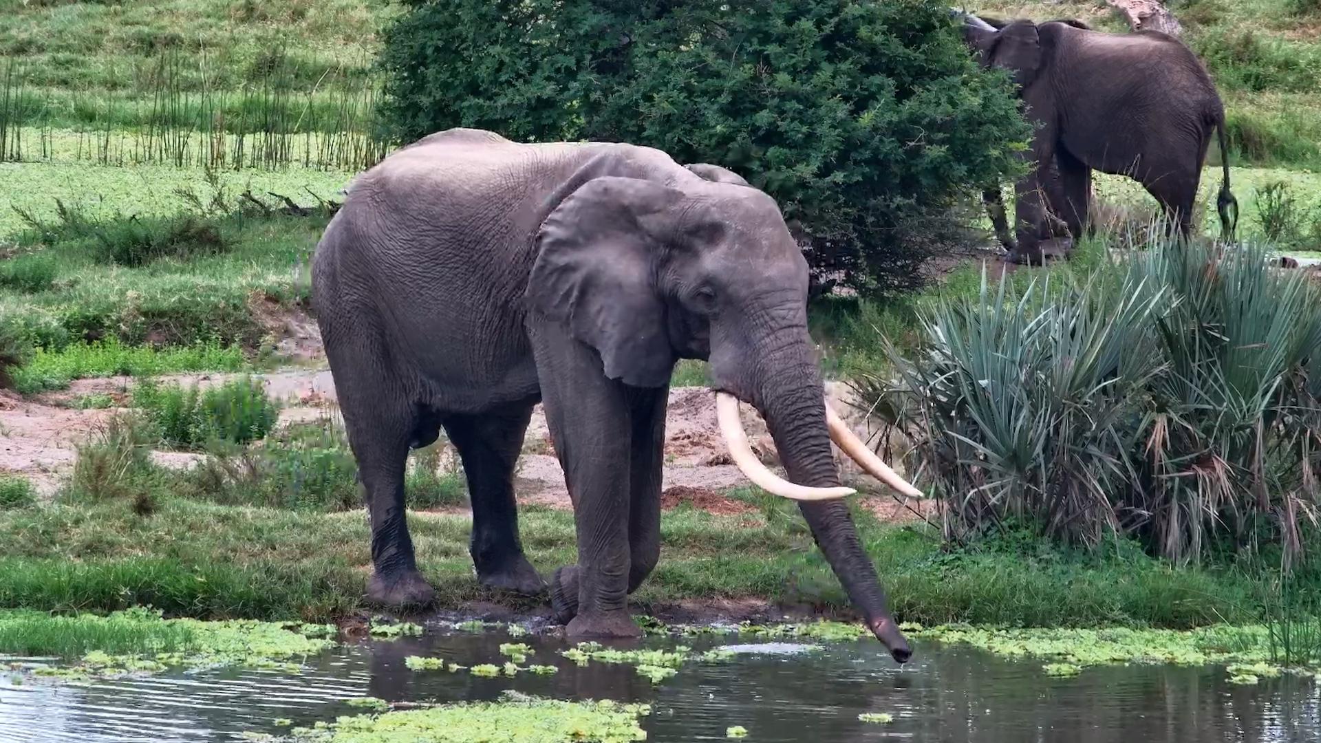 Elephant Stands Out at Tembe Waterhole