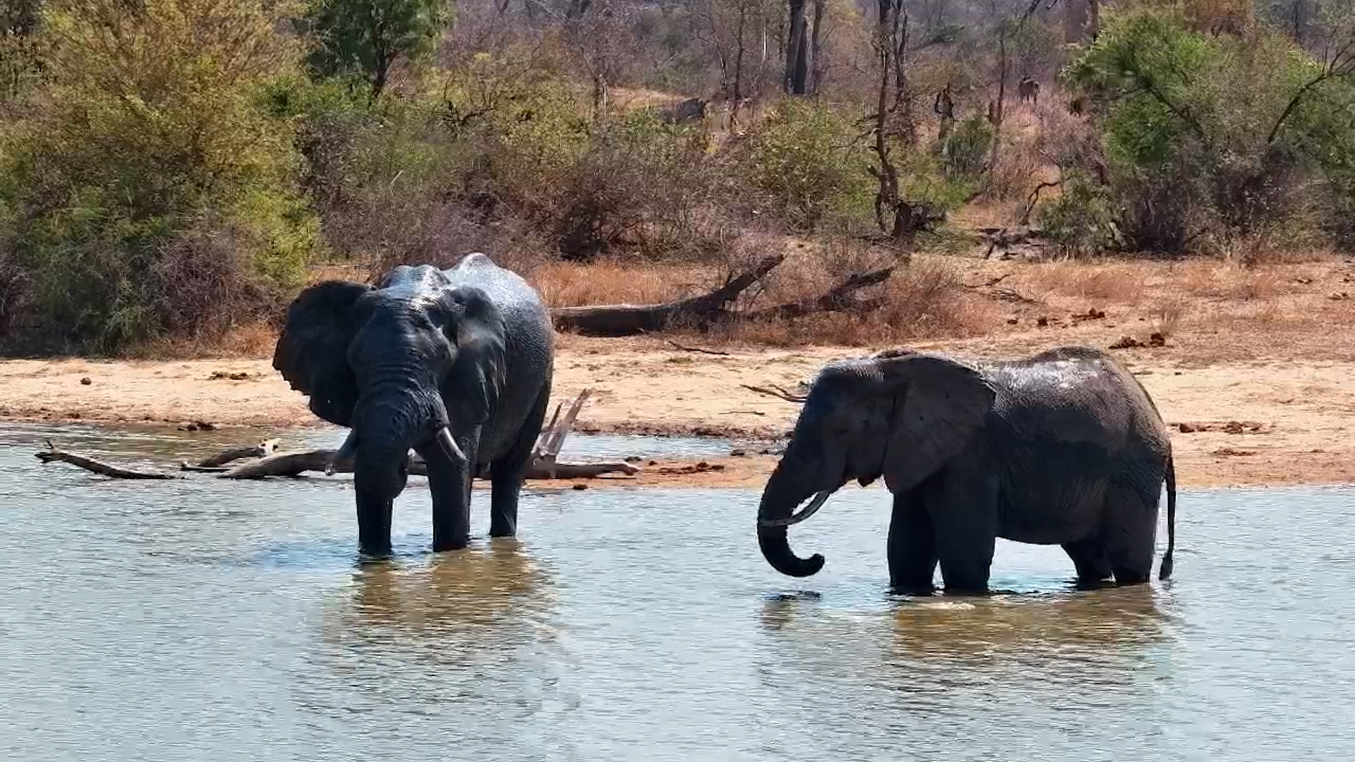 Gentle Giants at the Waterhole