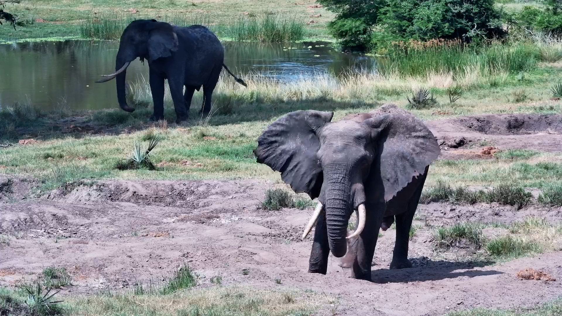 An Elephants Lazy Dust Bath