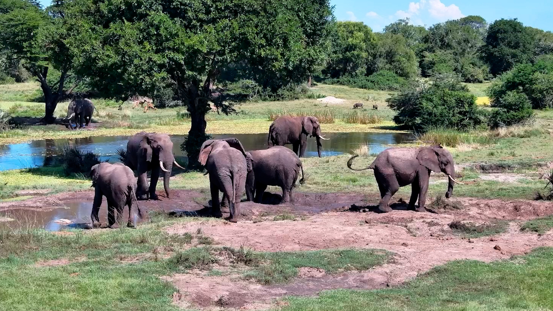 Elephant Bulls Get Down and Dirty