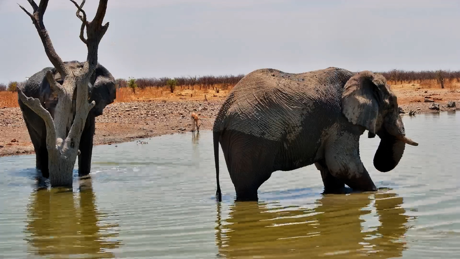 Two Big Bulls Cool Off at Safarihoek Waterho