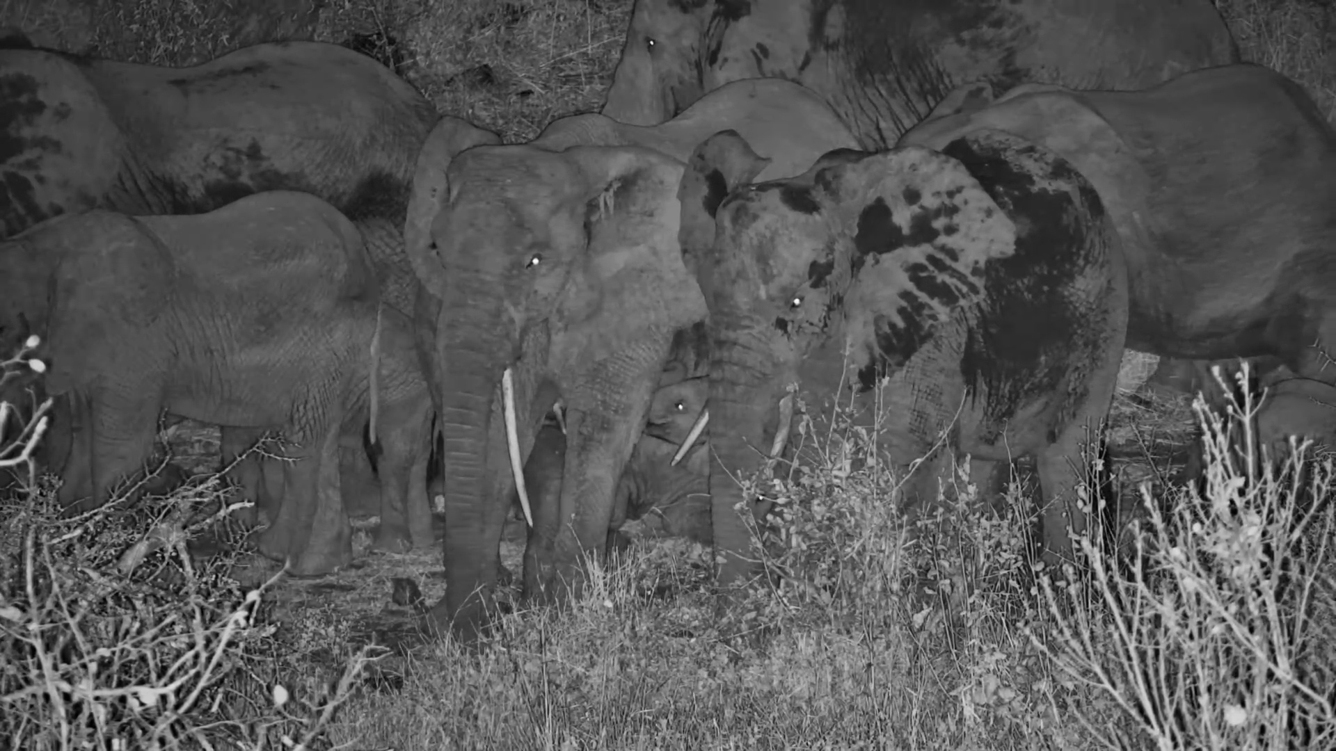 The Whole Herd Stops for Baby Bedtime