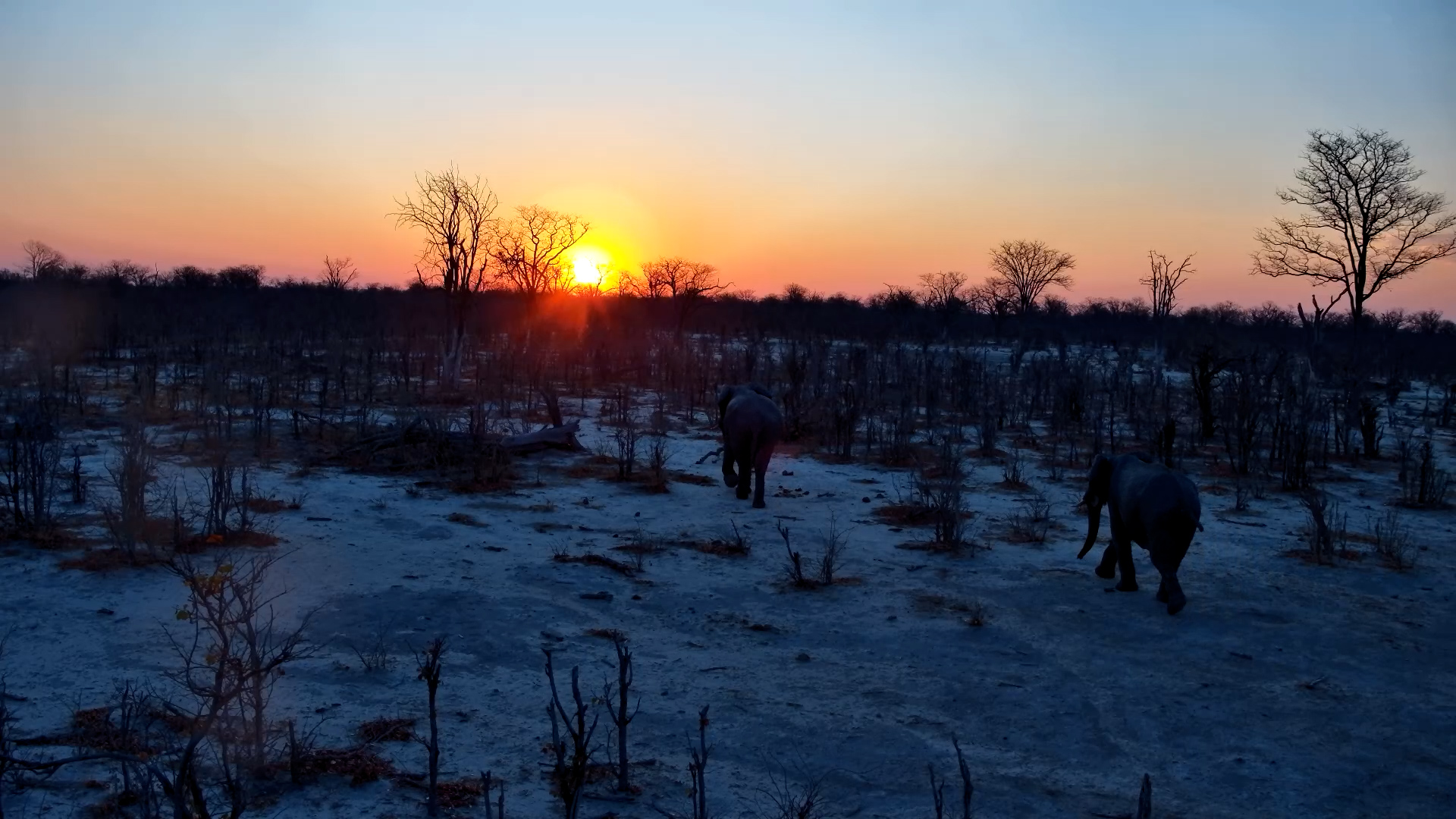 Elephants Move Through Mopani Trees at Sunset